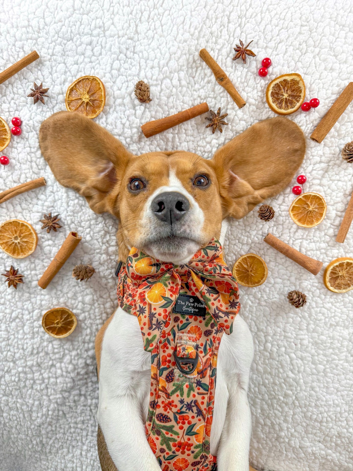 The Winter Scents Adventure Paws Harness