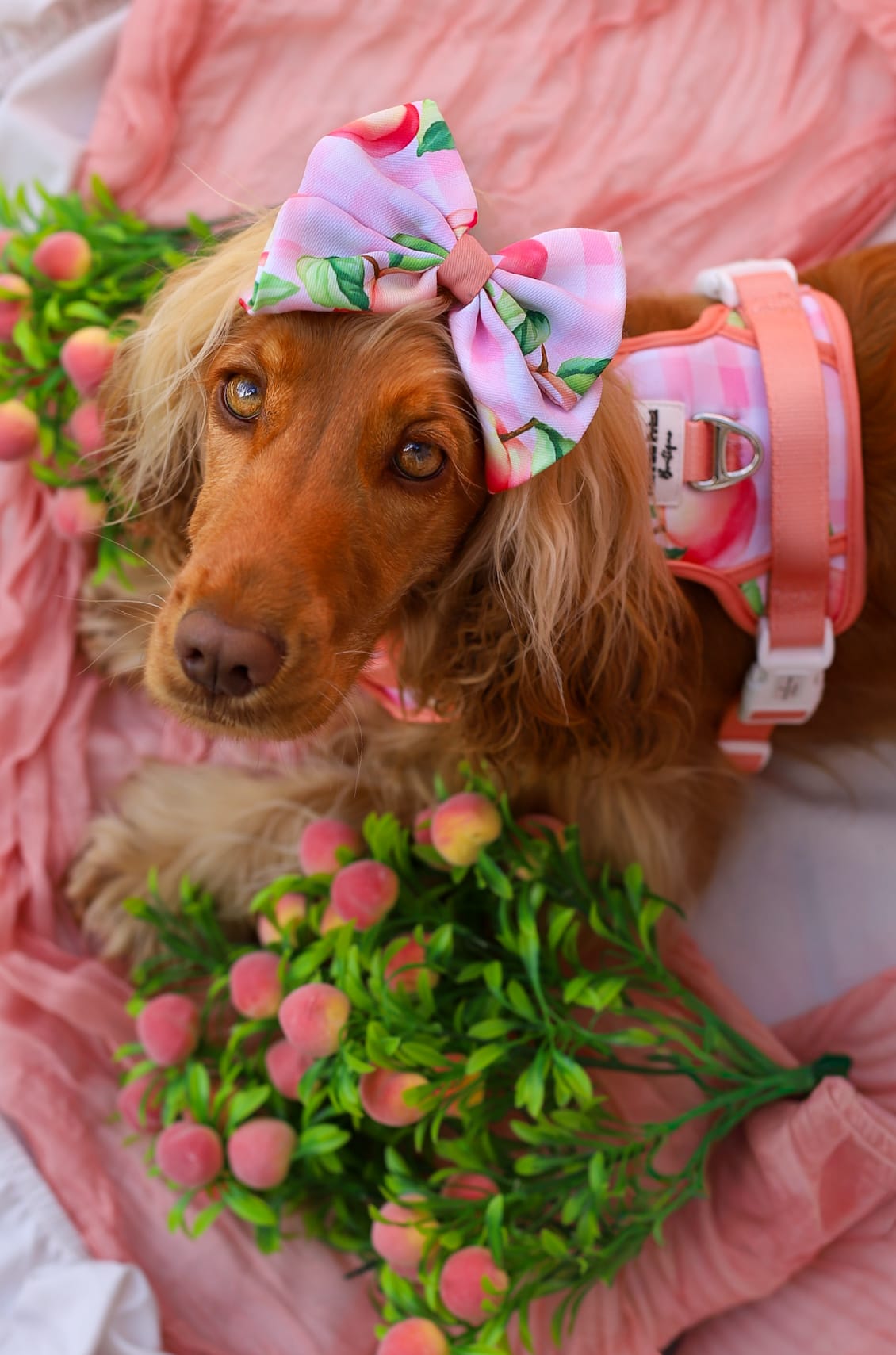 Peach Gingham Adventure Paws Harness