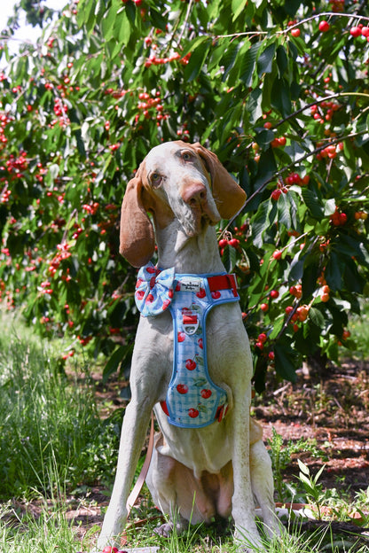 Cherry Gingham Bow Tie