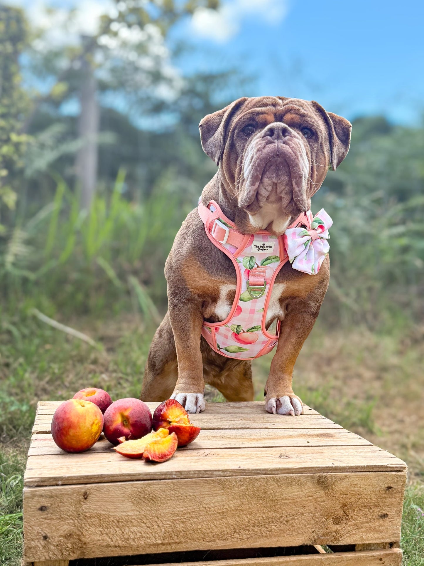 Peach Gingham Adventure Paws Harness