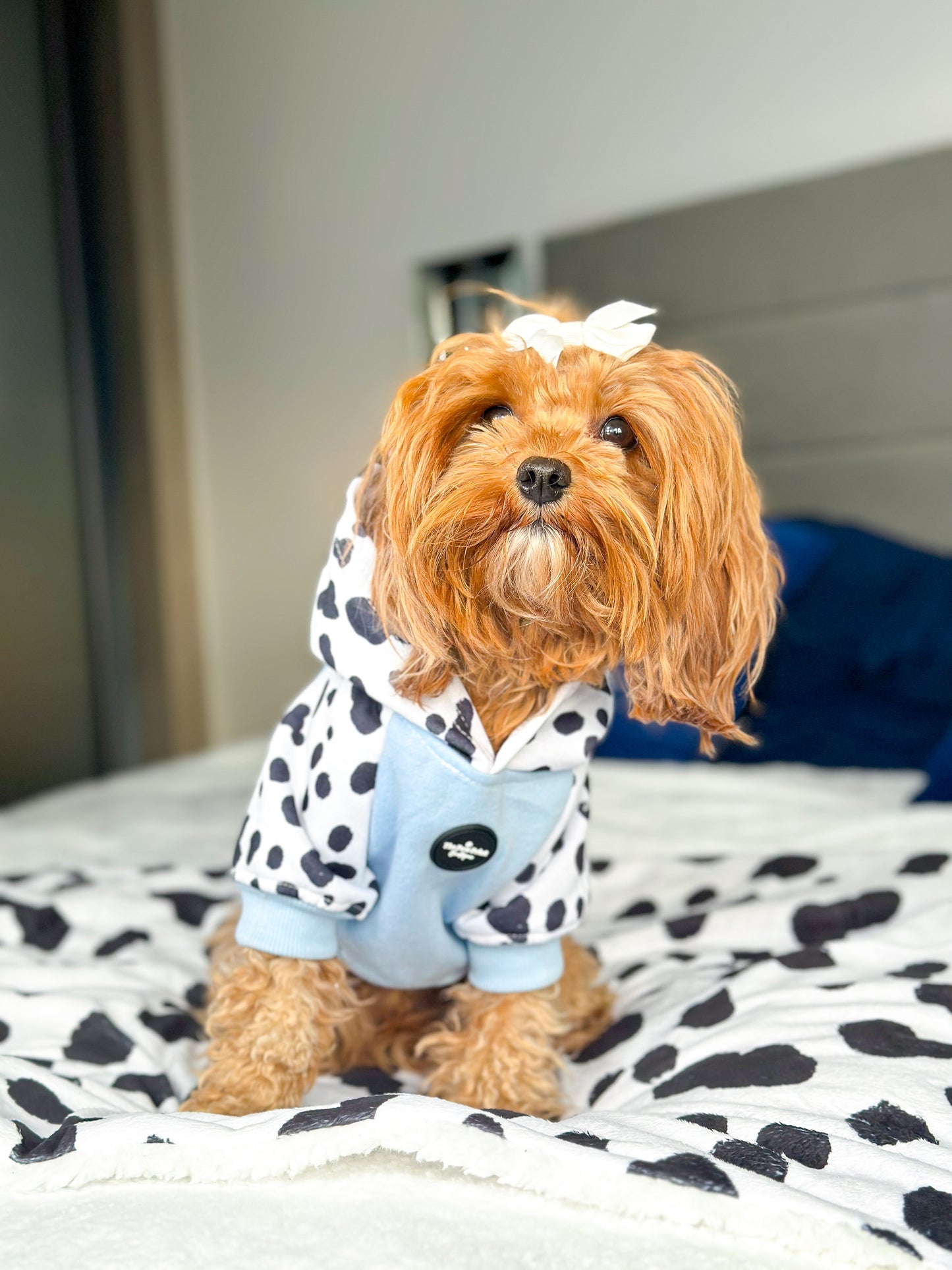 The Spots & Dots Dog Hoodie (Baby Blue)