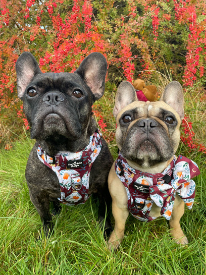The Rockin' Robins Adventure Paws Harness