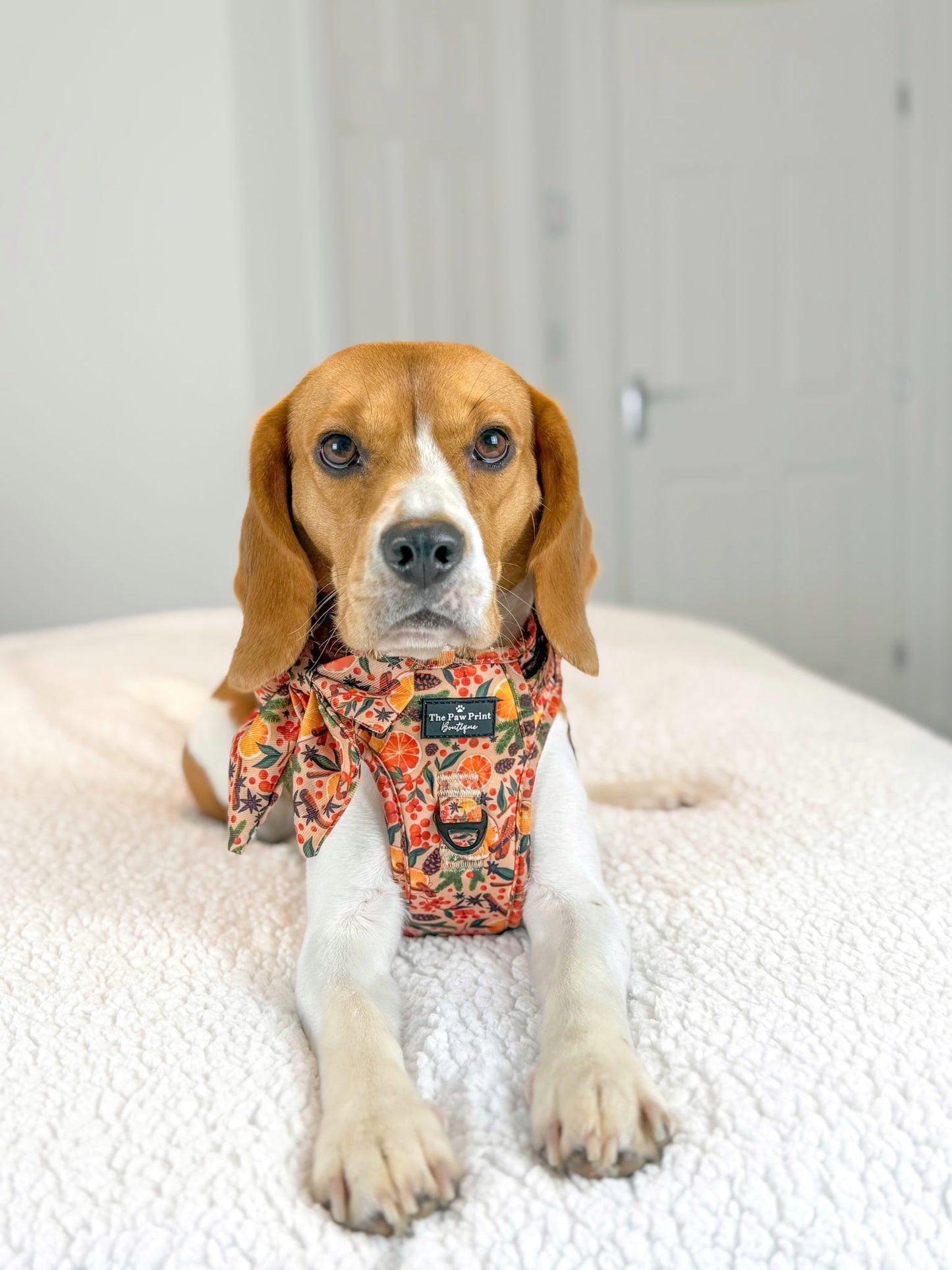 The Winter Scents Adventure Paws Harness