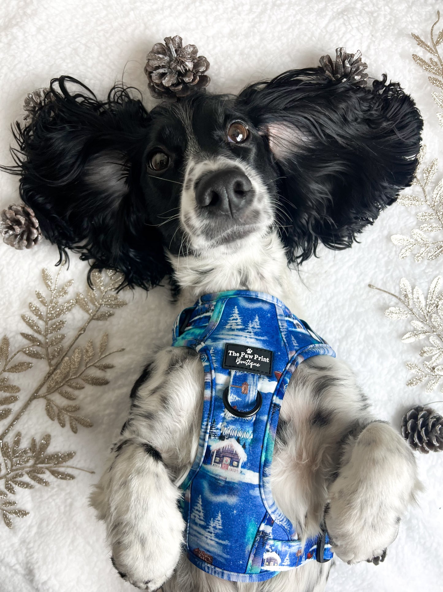 The North Pole Adventure Paws Harness