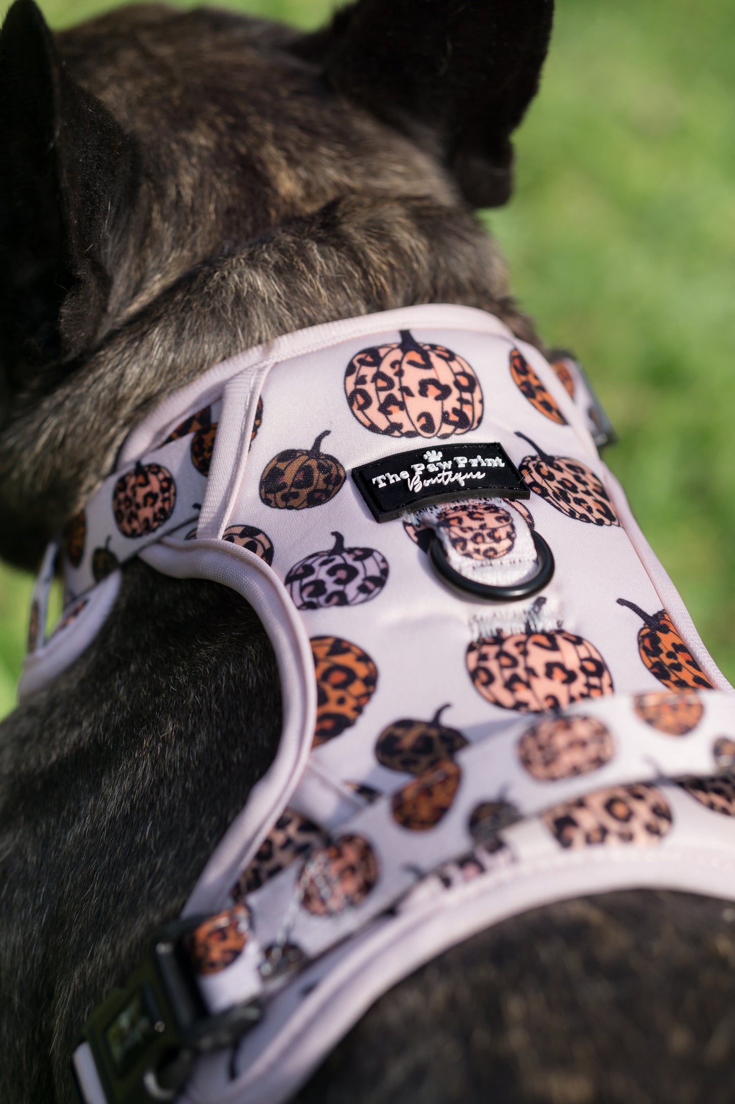 The Leopawrd Pupkins Harness (Adventure Paws Style)