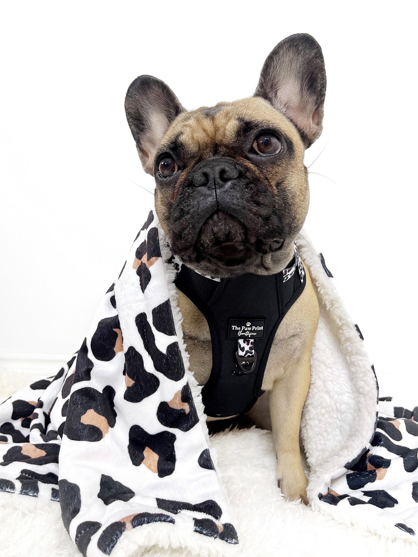 The Lavish Leopard Adventure Paws Harness