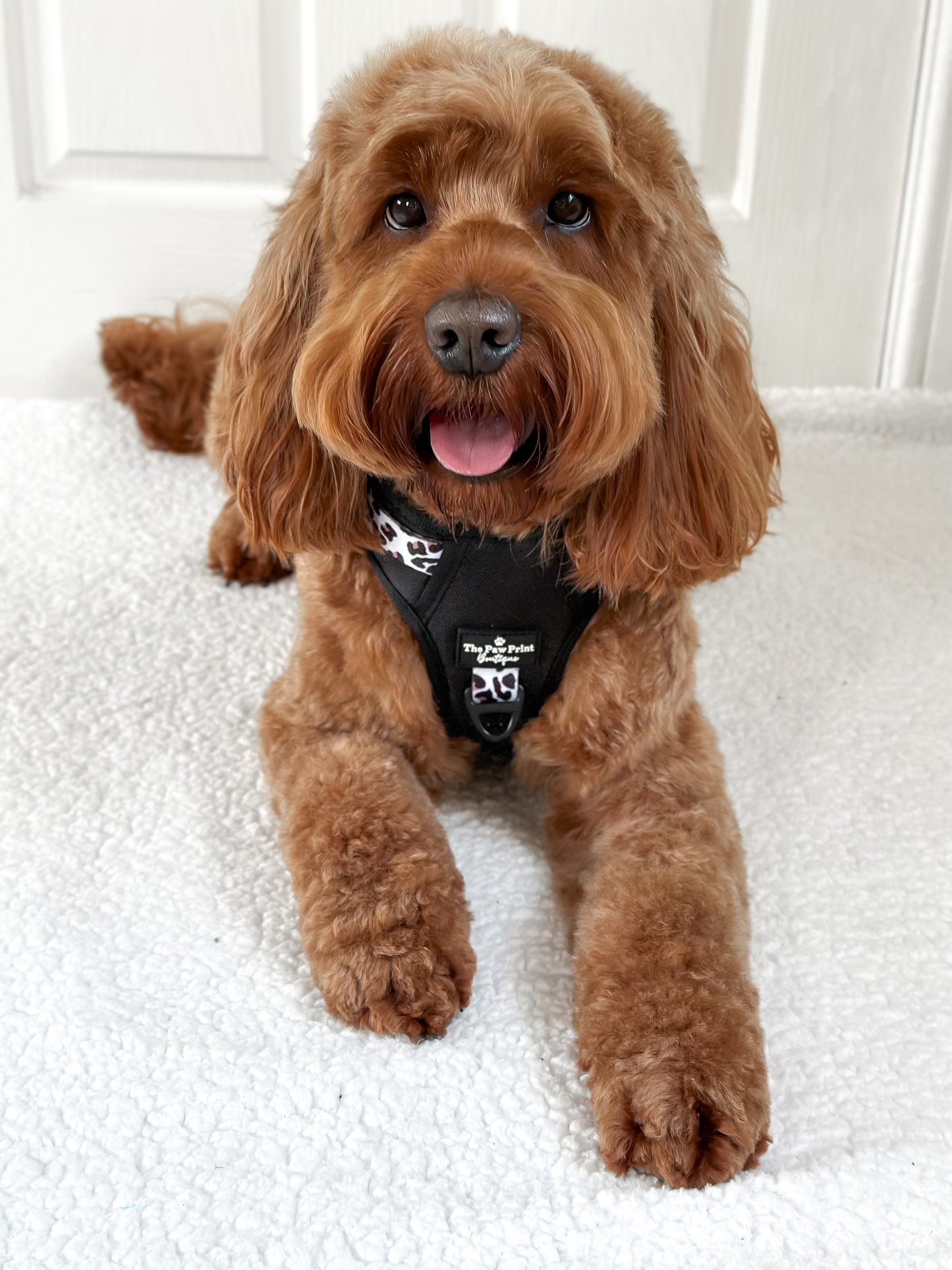 The Lavish Leopard Adventure Paws Harness