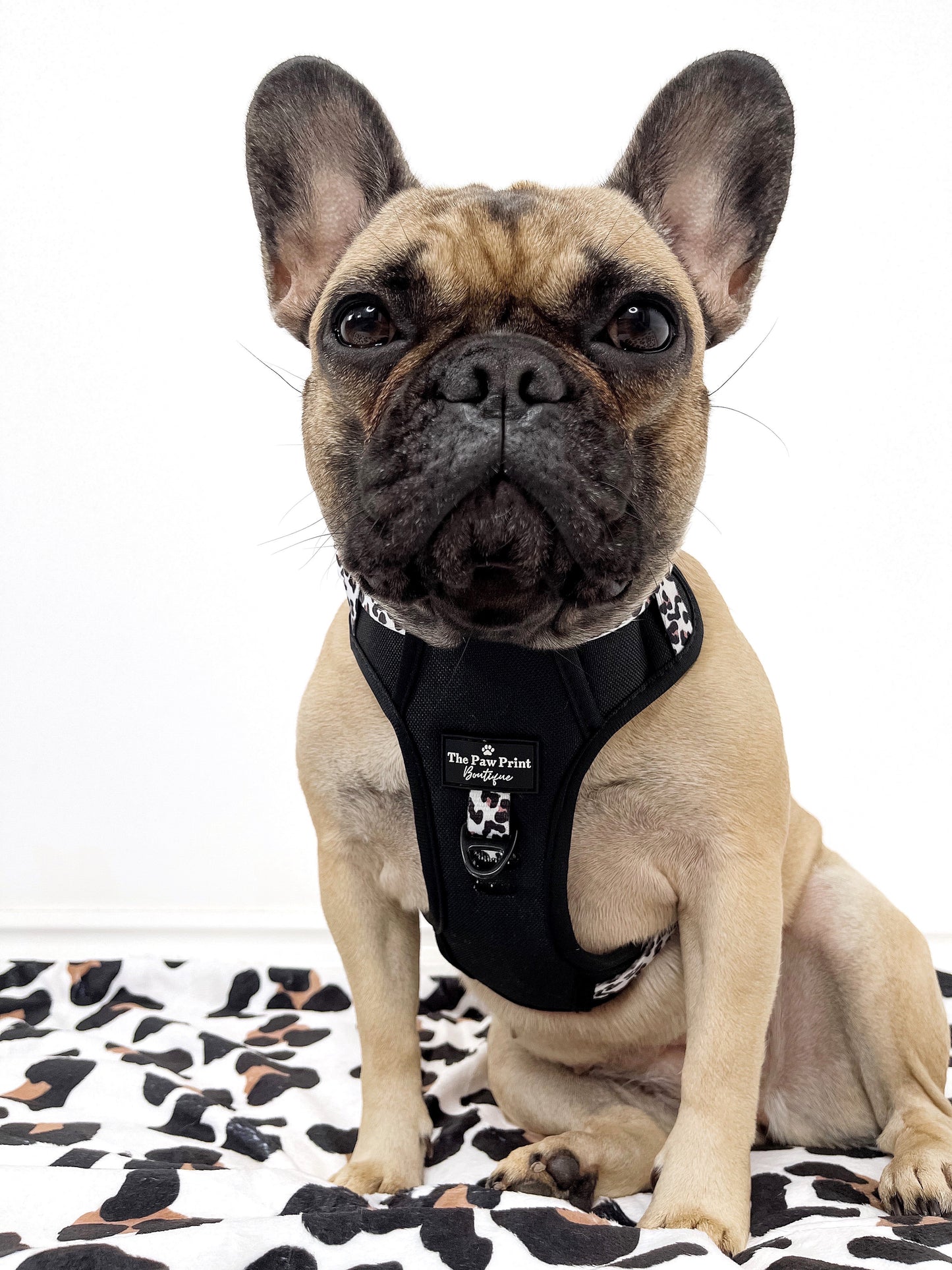 The Lavish Leopard Adventure Paws Harness