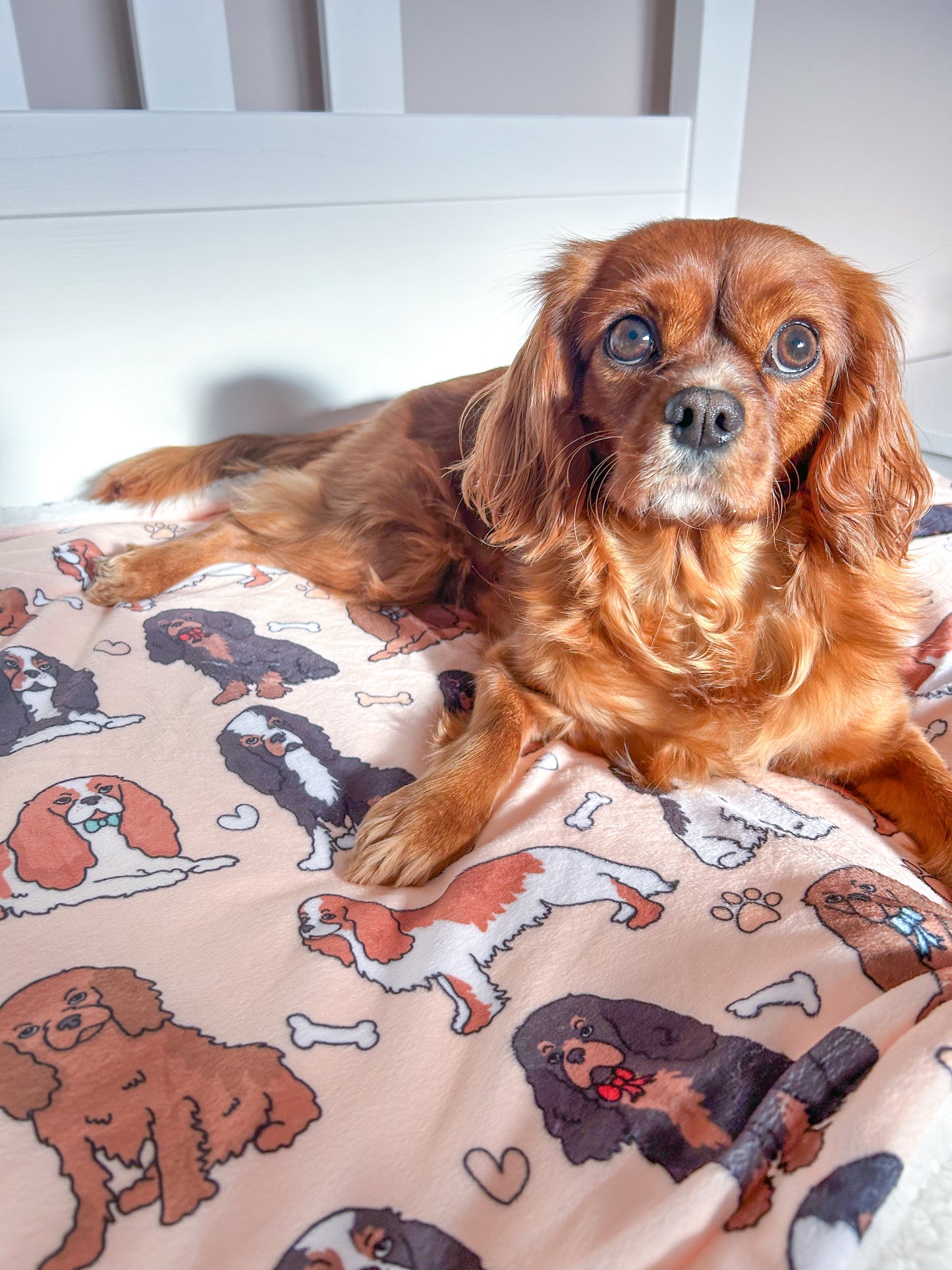 The Cavalier Dog Blanket - Beige