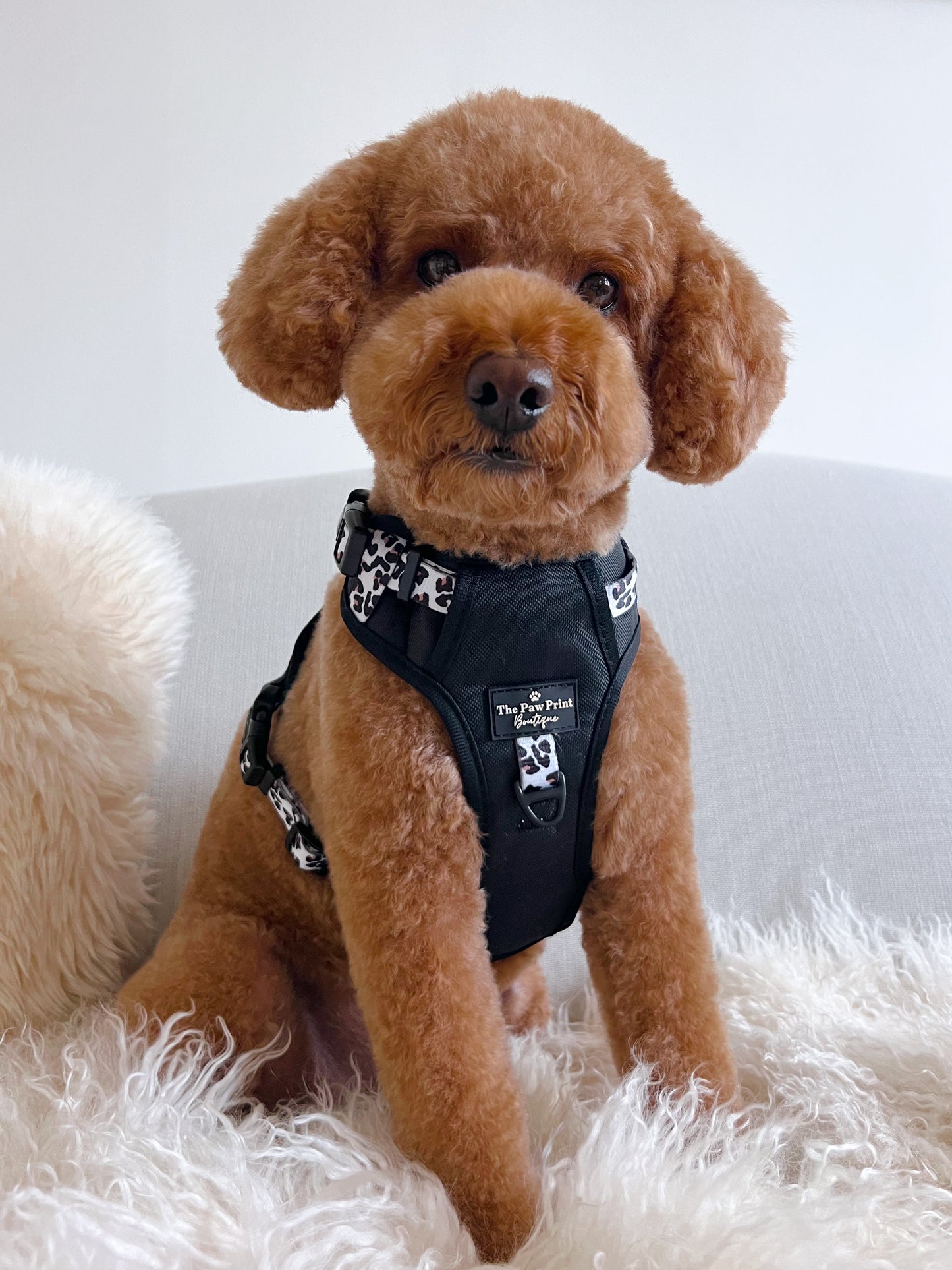 The Lavish Leopard Adventure Paws Harness