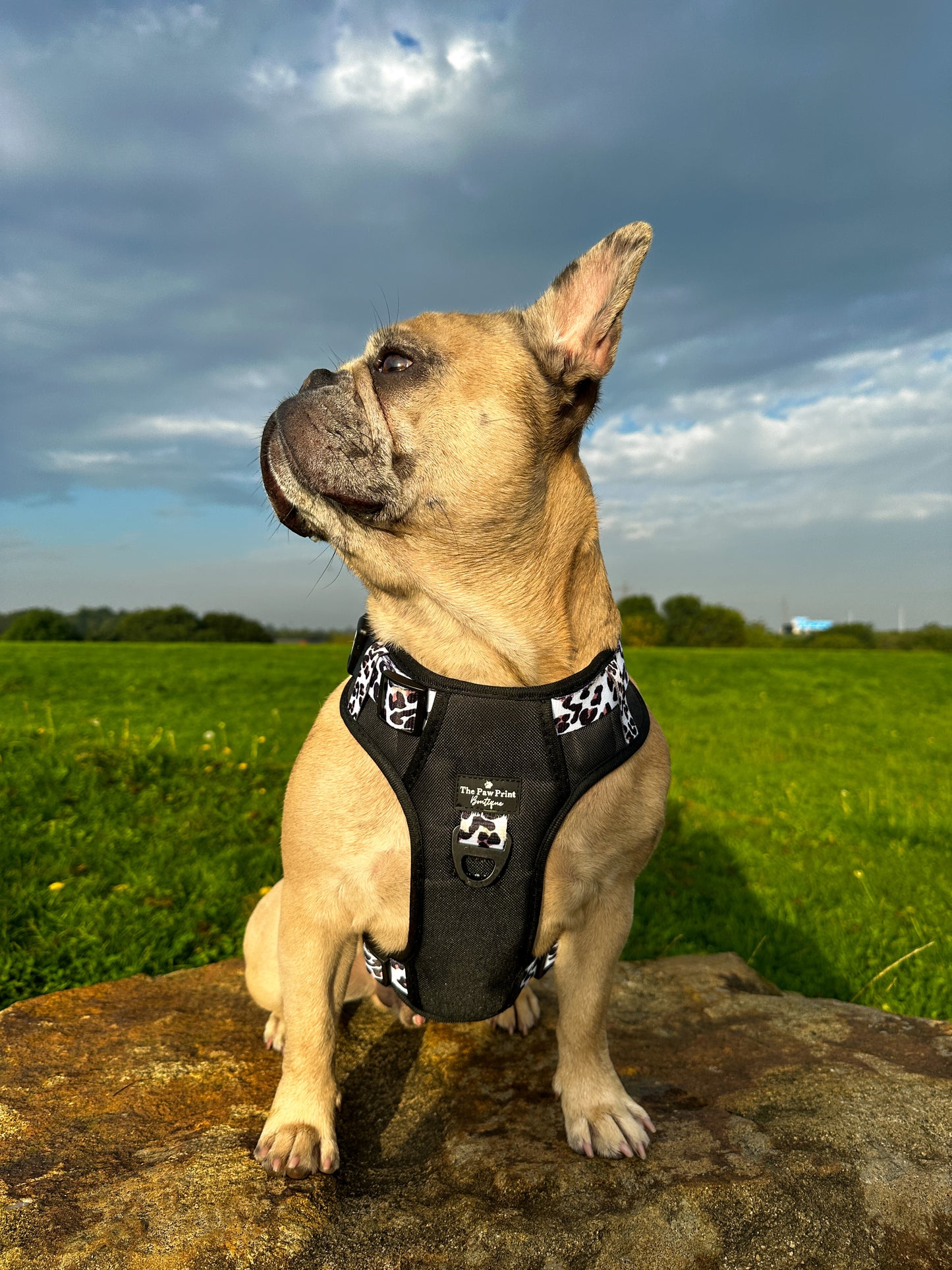 The Lavish Leopard Adventure Paws Harness