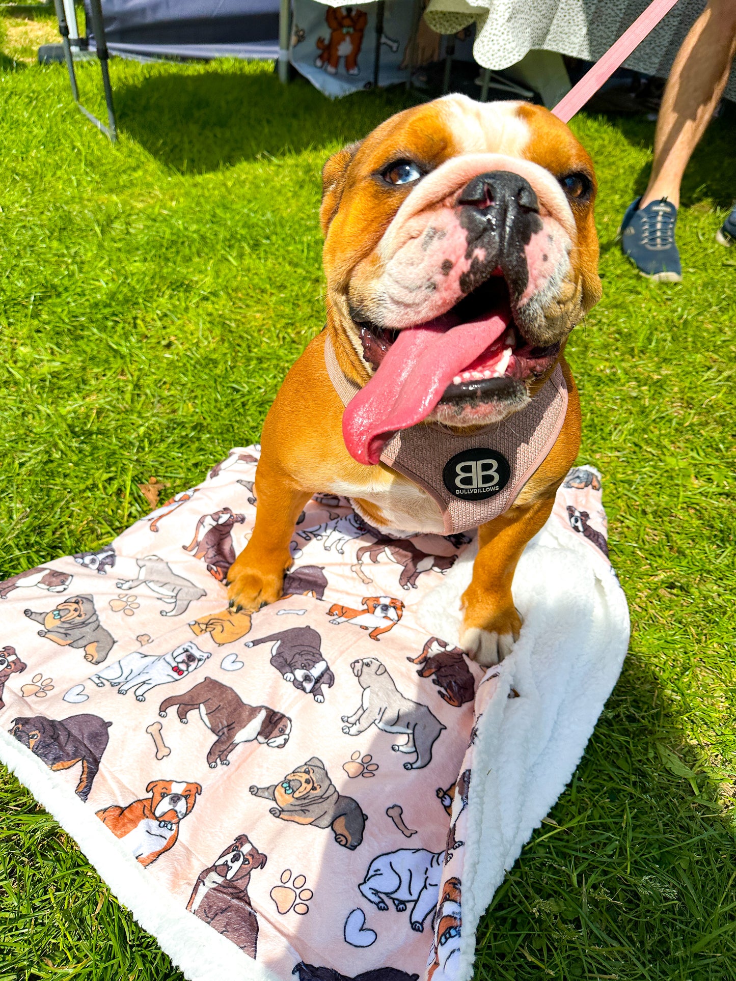 The Bulldog Dog Blanket - Beige