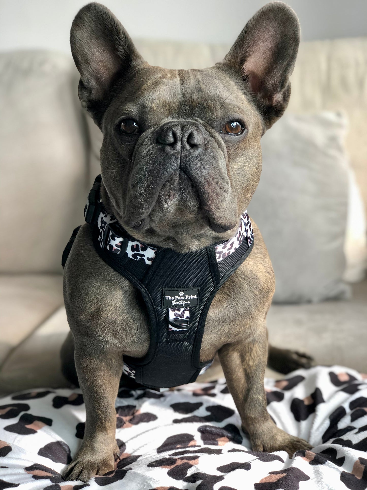 The Lavish Leopard Adventure Paws Harness
