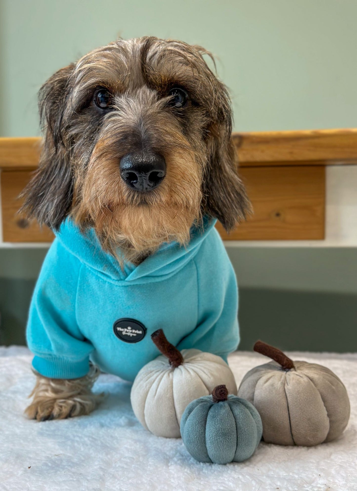 Dog Hoodie - Aqua Blue