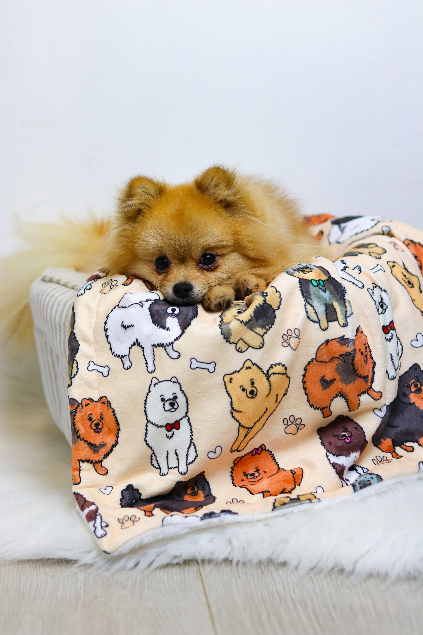The Pomeranian Dog Blanket - Beige