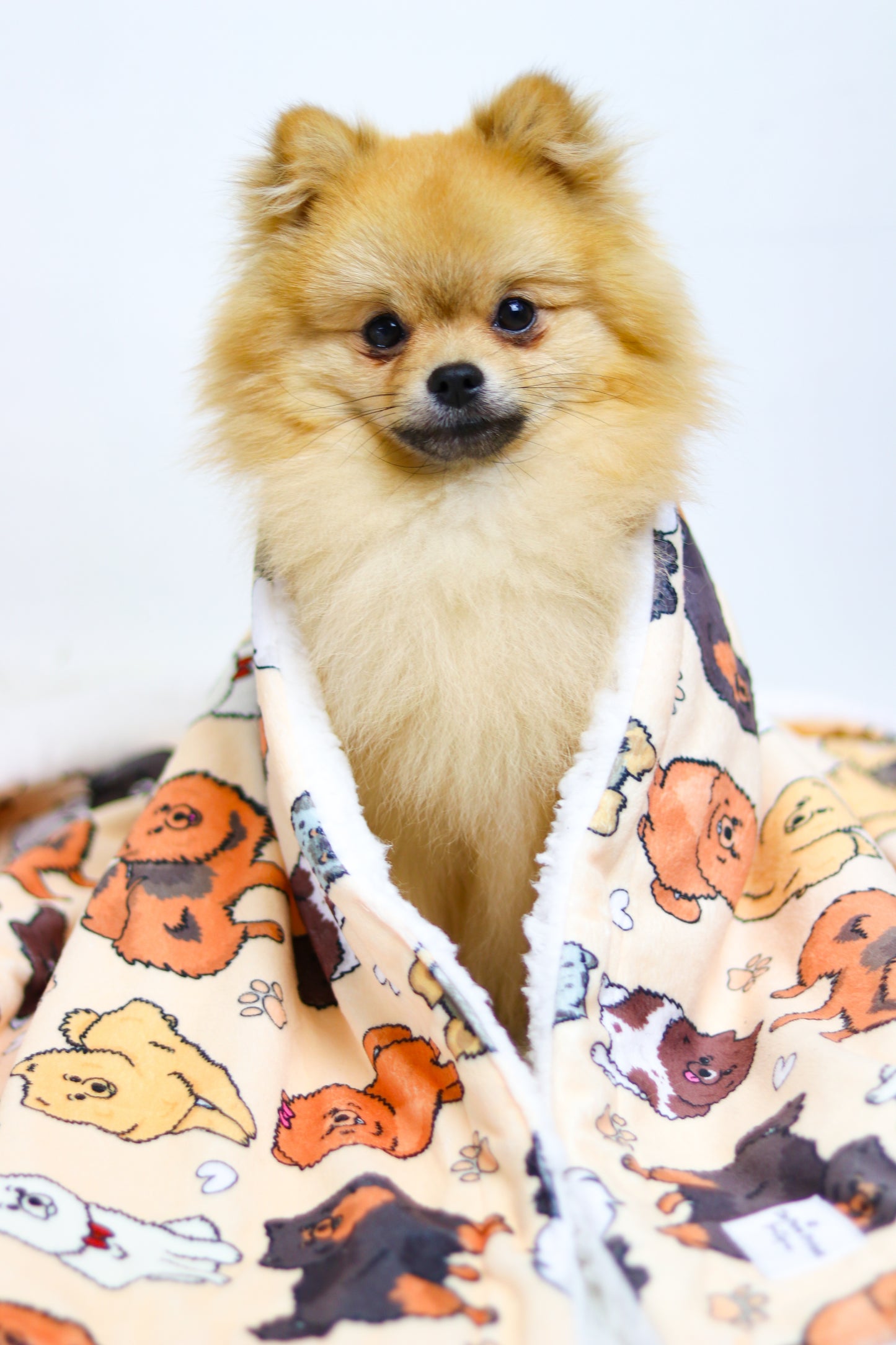 The Pomeranian Dog Blanket - Beige
