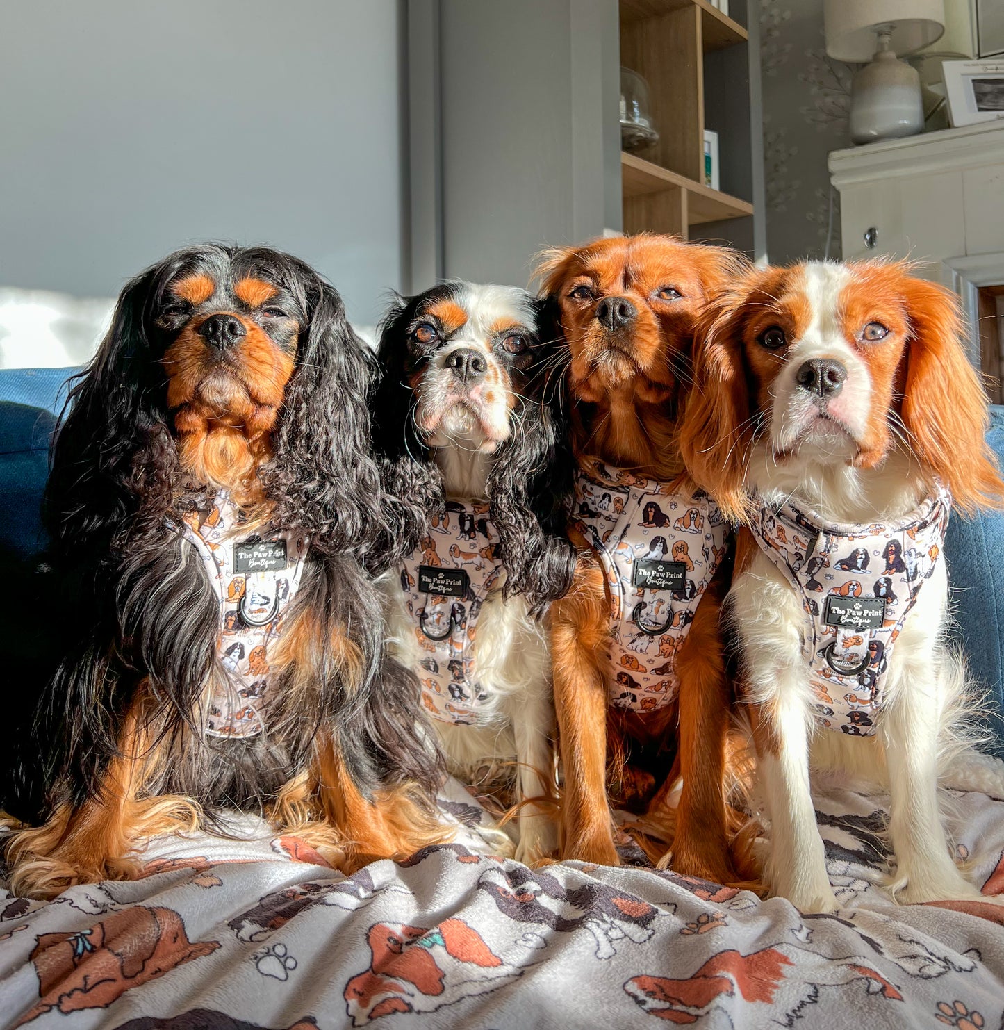 The Cavalier Adventure Paws Harness
