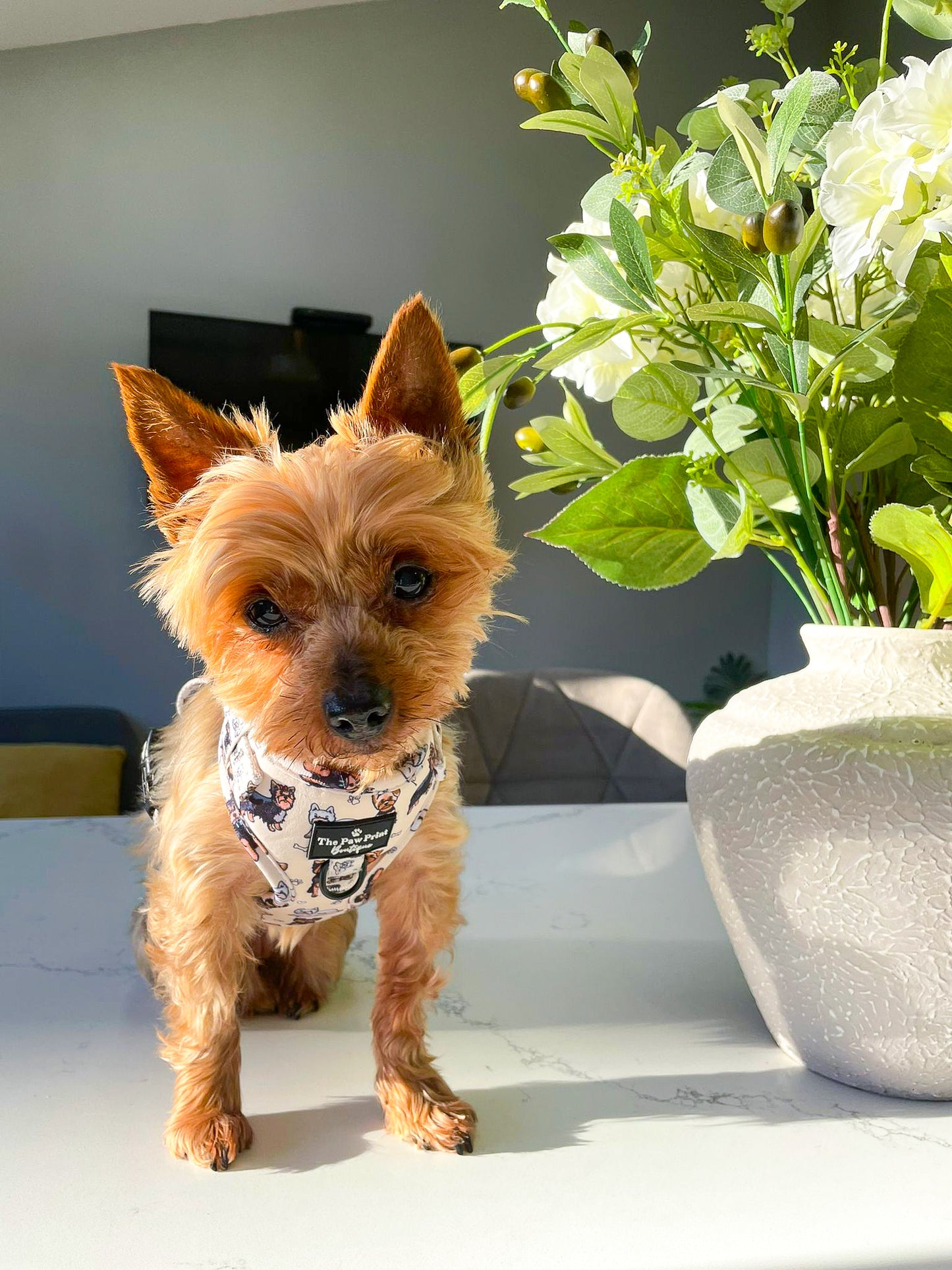 The Yorkie Adjustable Harness