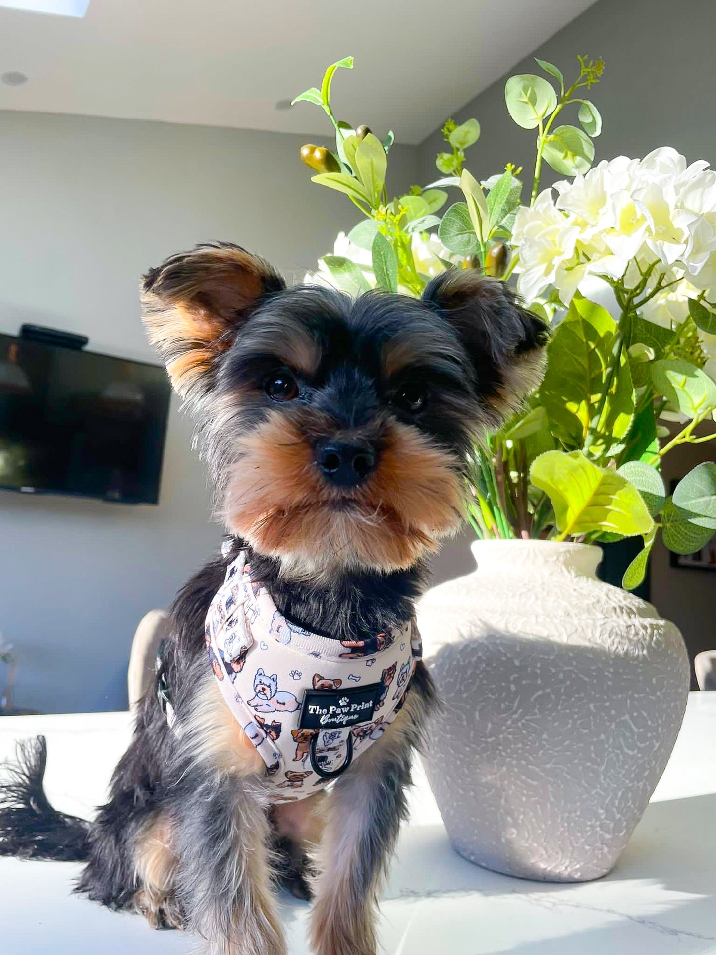 The Yorkie Adjustable Harness