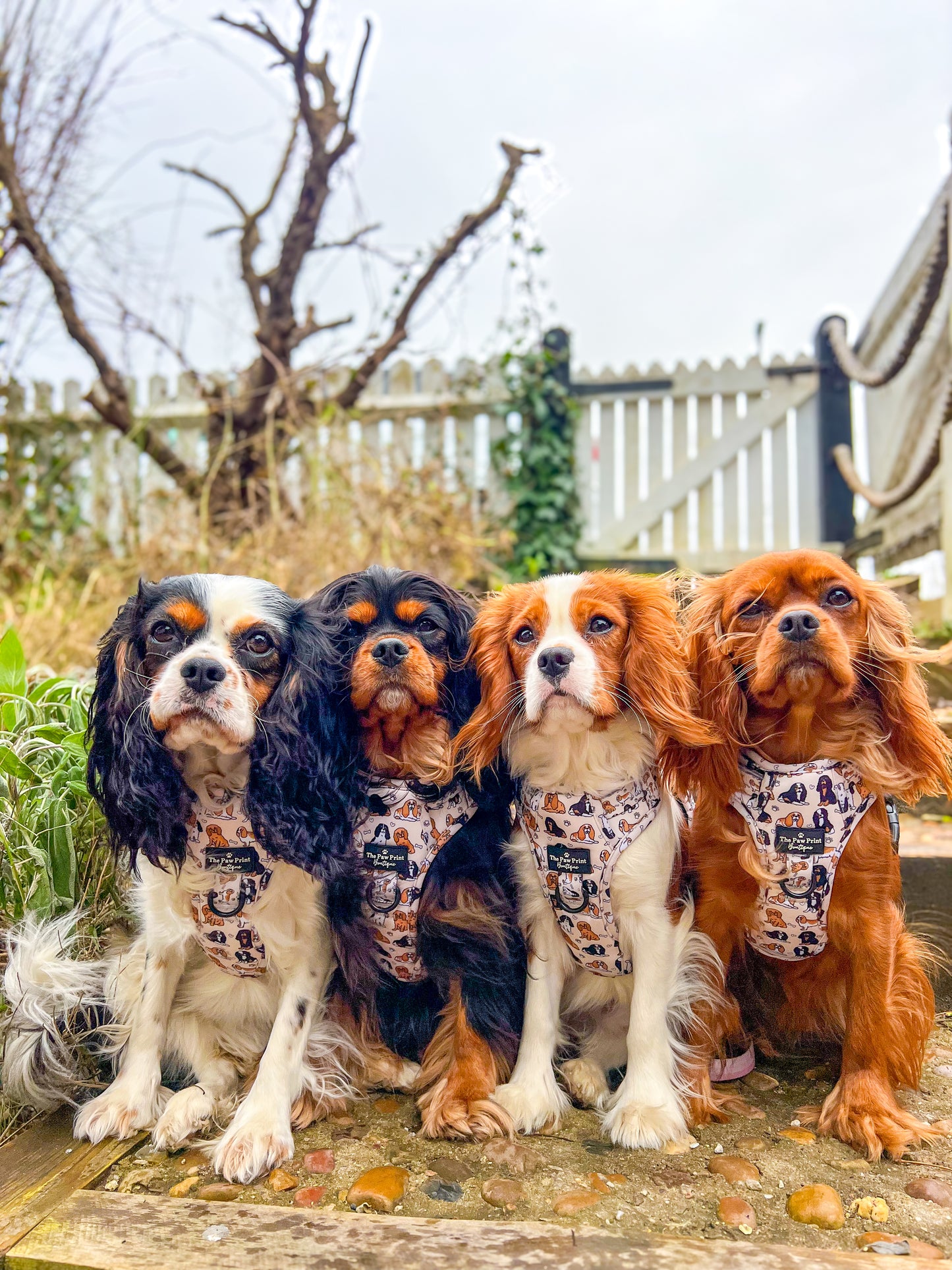The Cavalier Adventure Paws Harness
