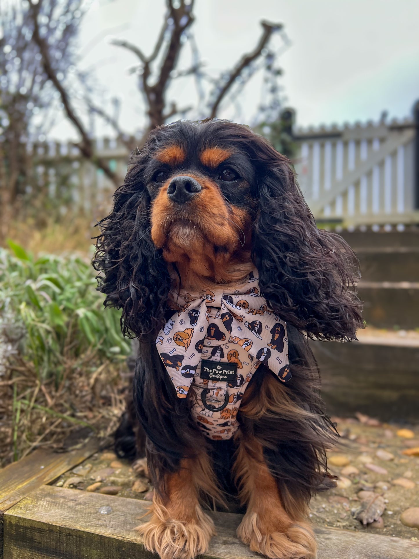 The Cavalier Harness (Adventure Paws Style)