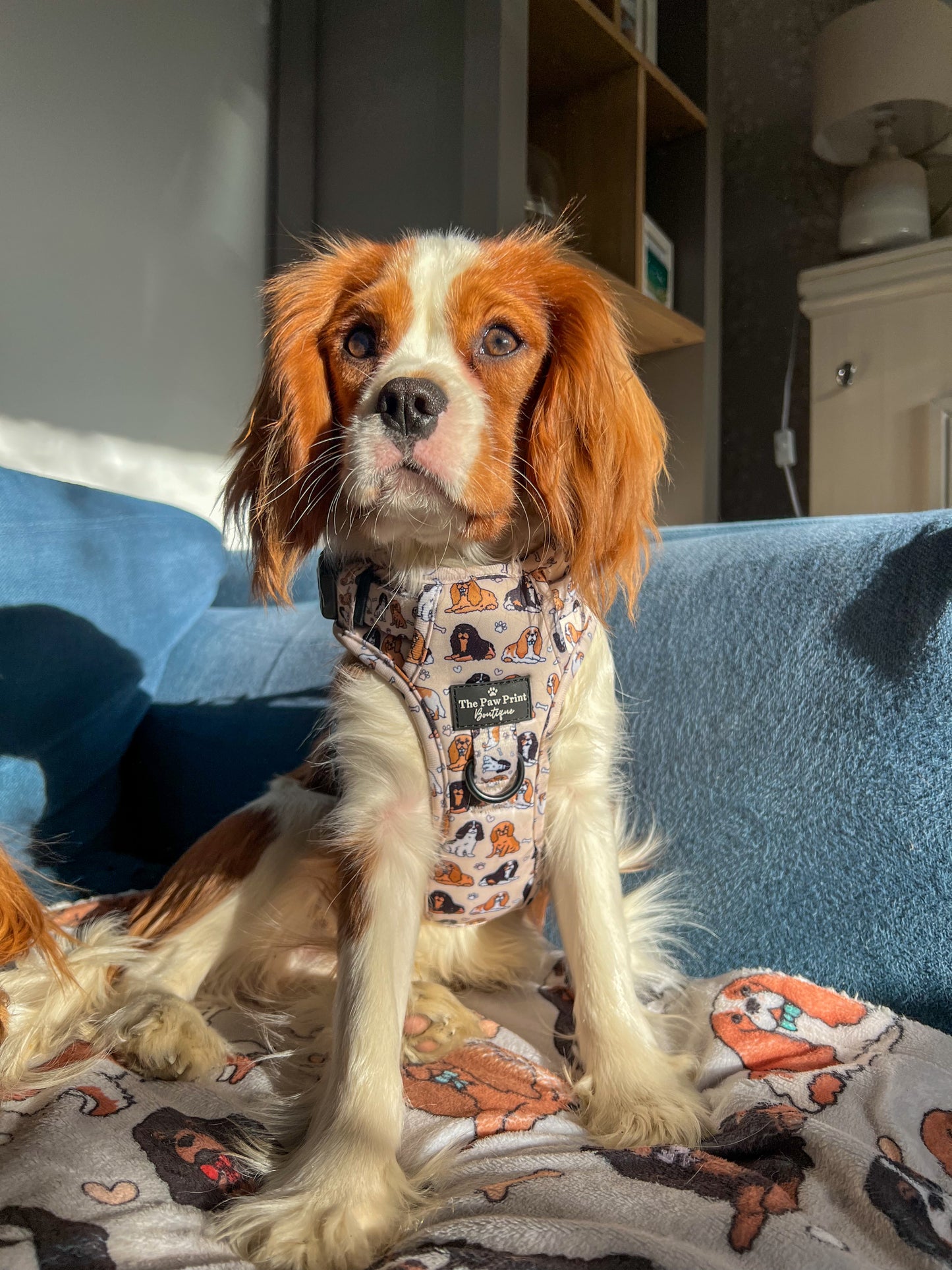 The Cavalier Harness (Adventure Paws Style)