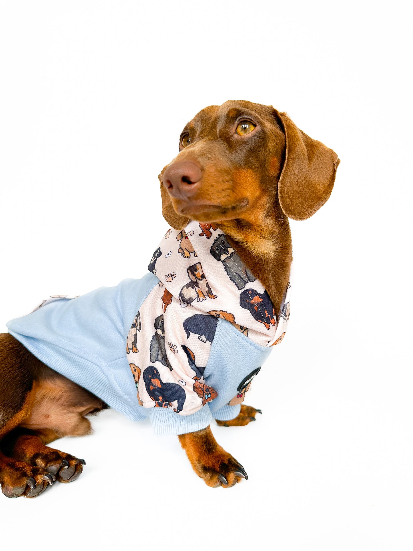 The Dachshund Dog Hoodie - Baby Blue