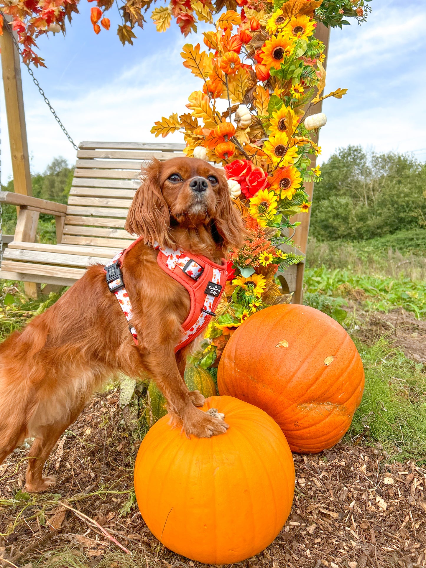 The UnbeLEAFable Adventure Paws Harness (Tough)