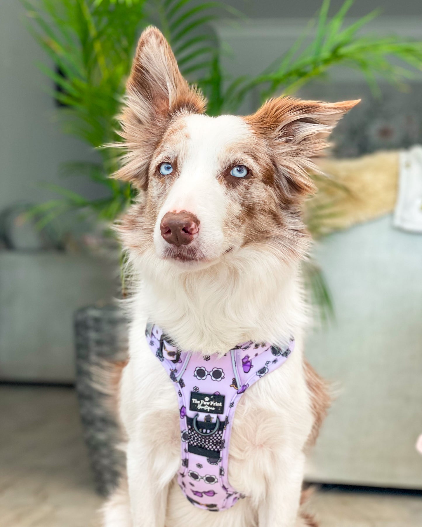 The Sassy Sunnies Harness (Adventure Paws Style)