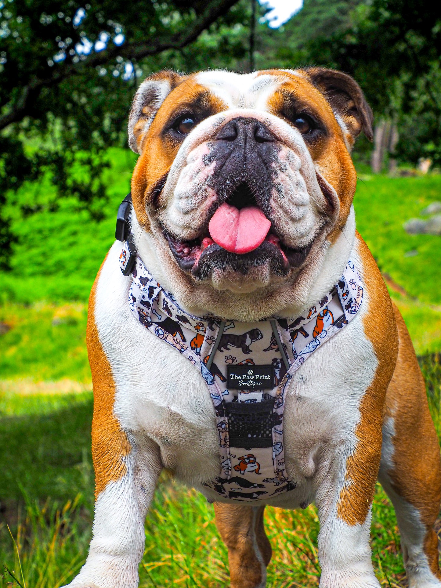 The Bulldog Harness (Adventure Paws Style)