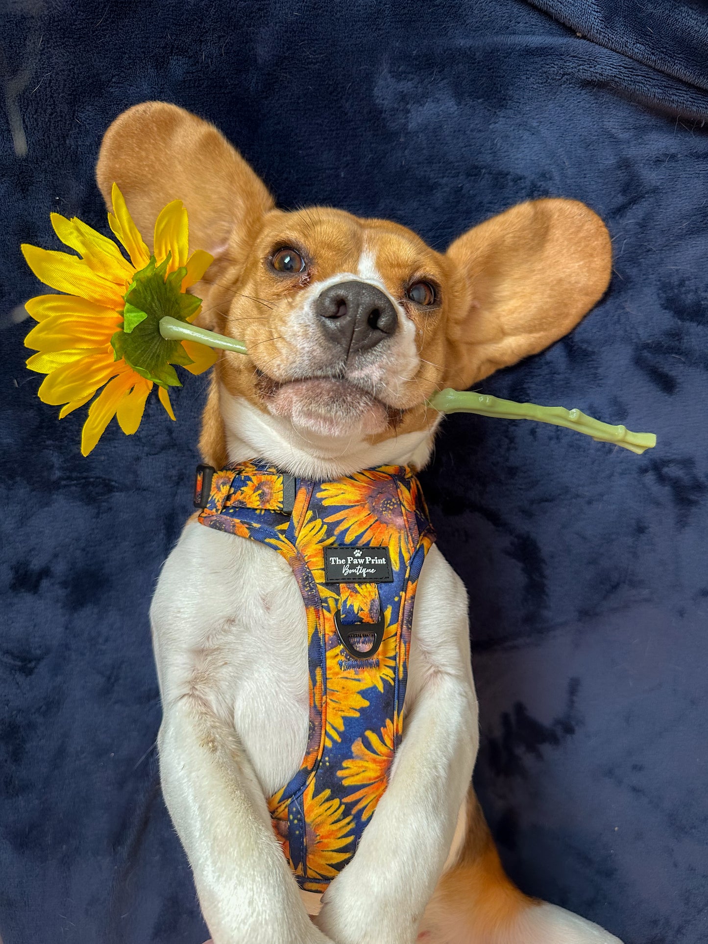 The Sunflower Field Harness (Adventure Paws Style)