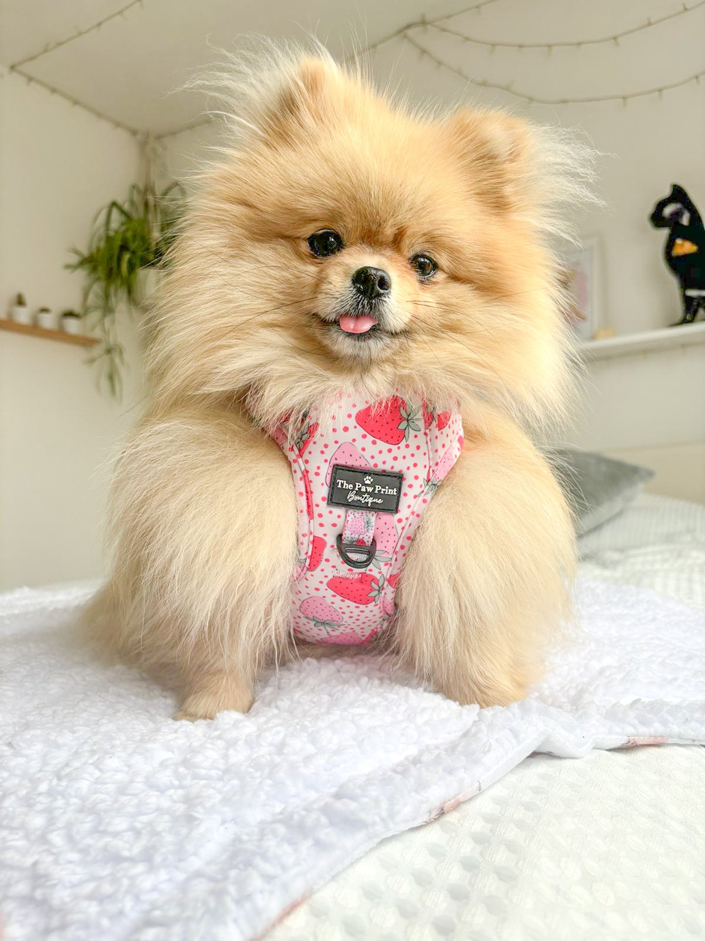 The Sweet Strawberries Adventure Paws Harness
