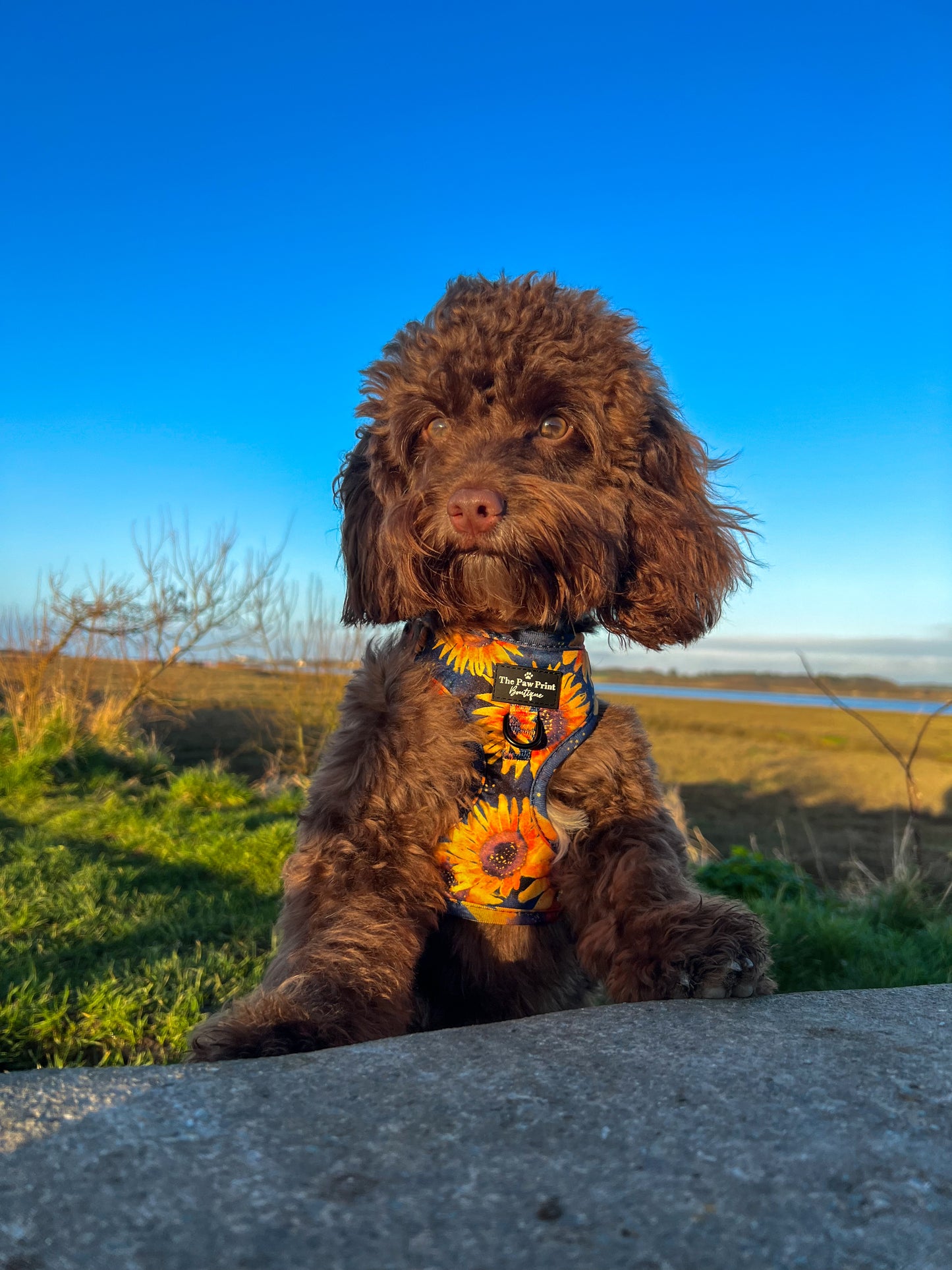 The Sunflower Field Adjustable Harness