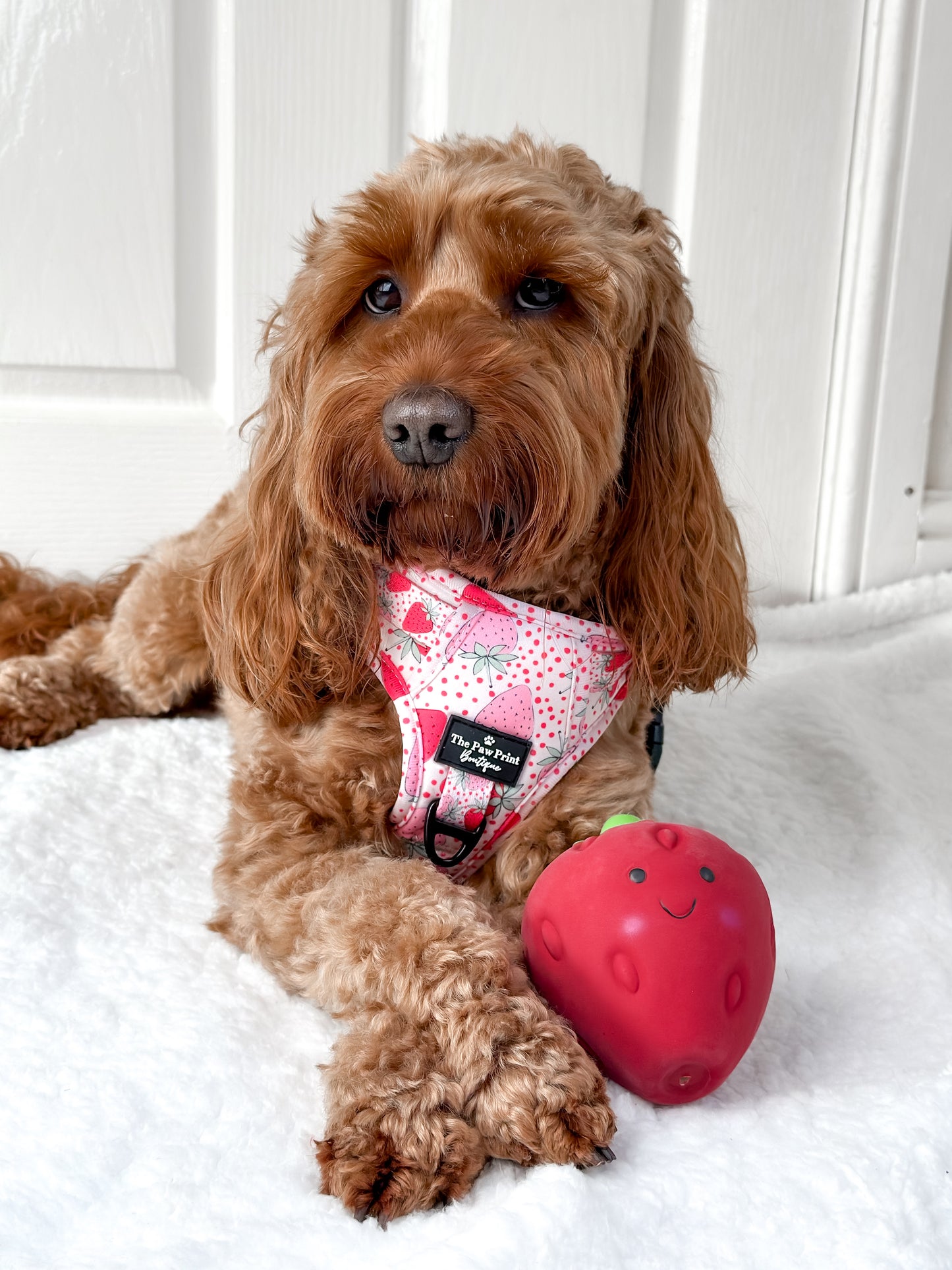 The Sweet Strawberries Adventure Paws Harness