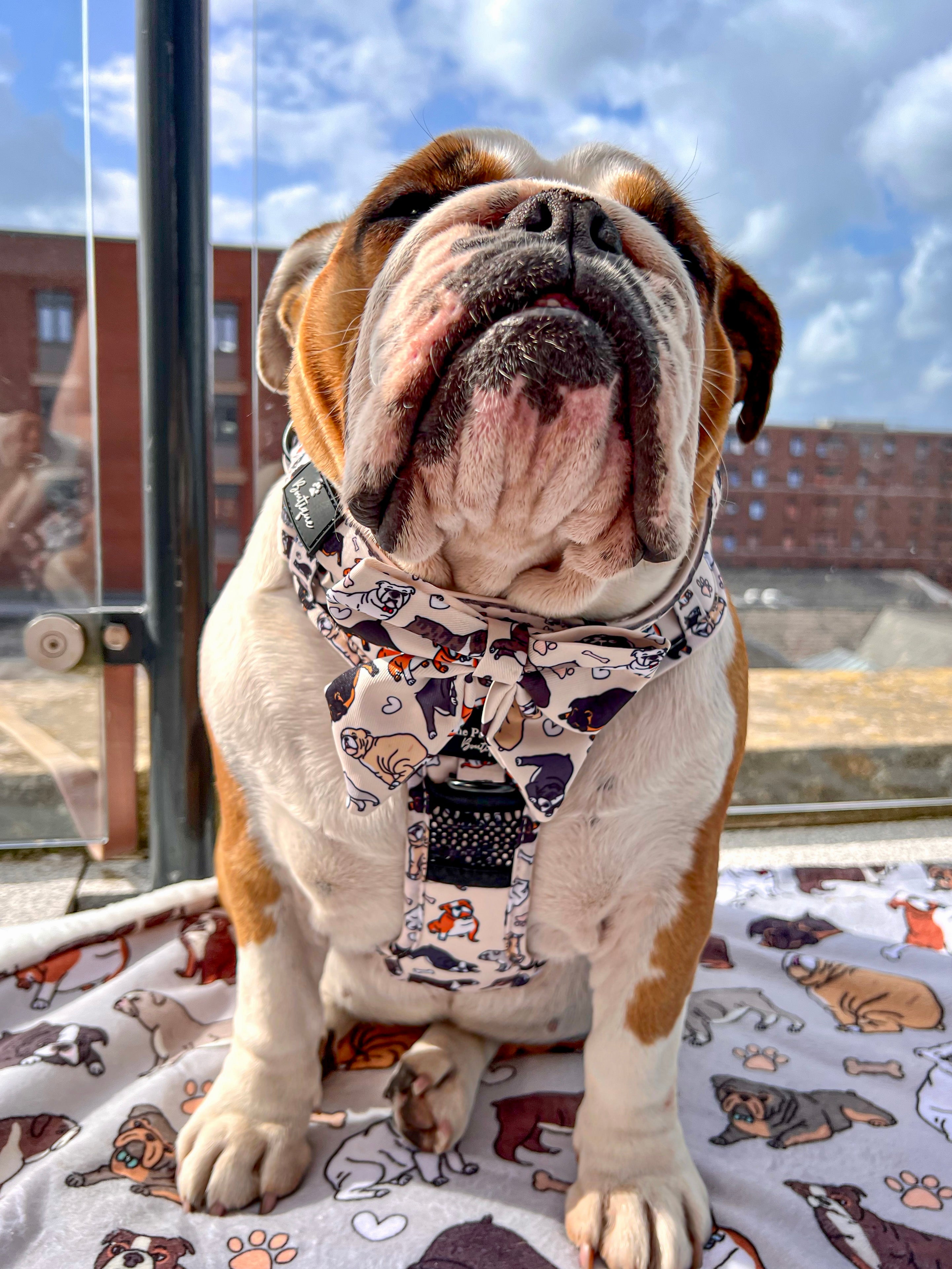 English bulldog clothes clearance and accessories