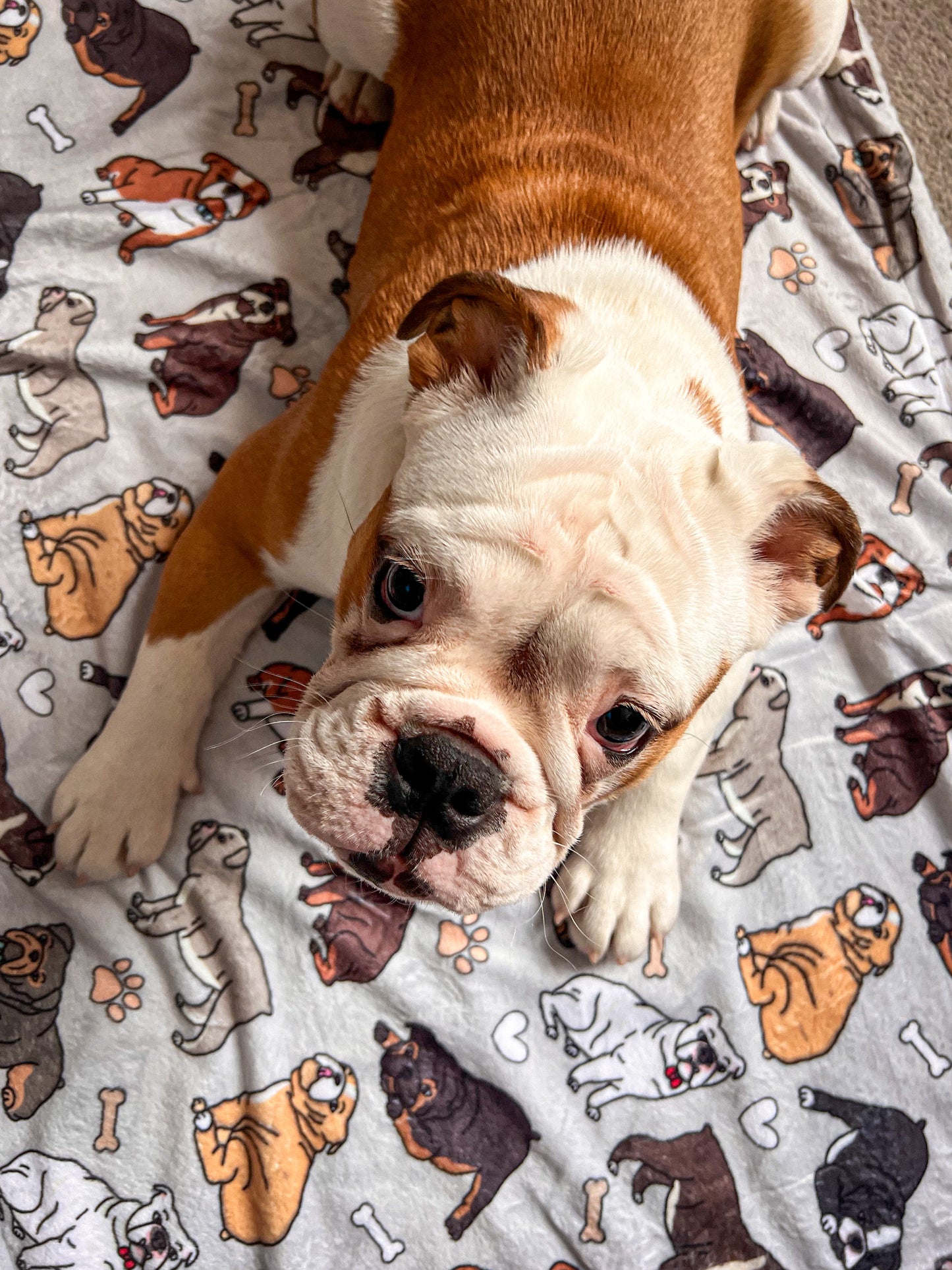 The Bulldog Dog Blanket - Grey