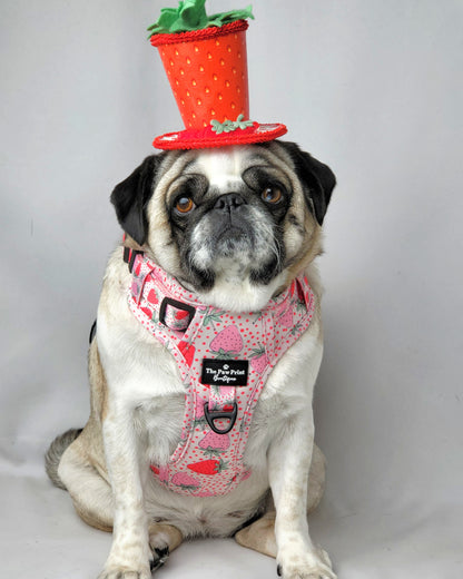 The Sweet Strawberries Adventure Paws Harness