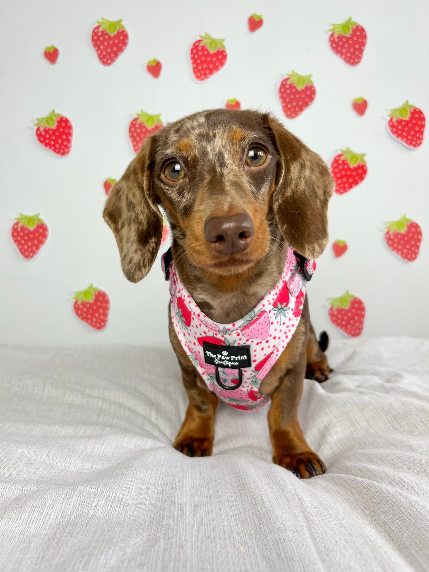 The Sweet Strawberries Harness