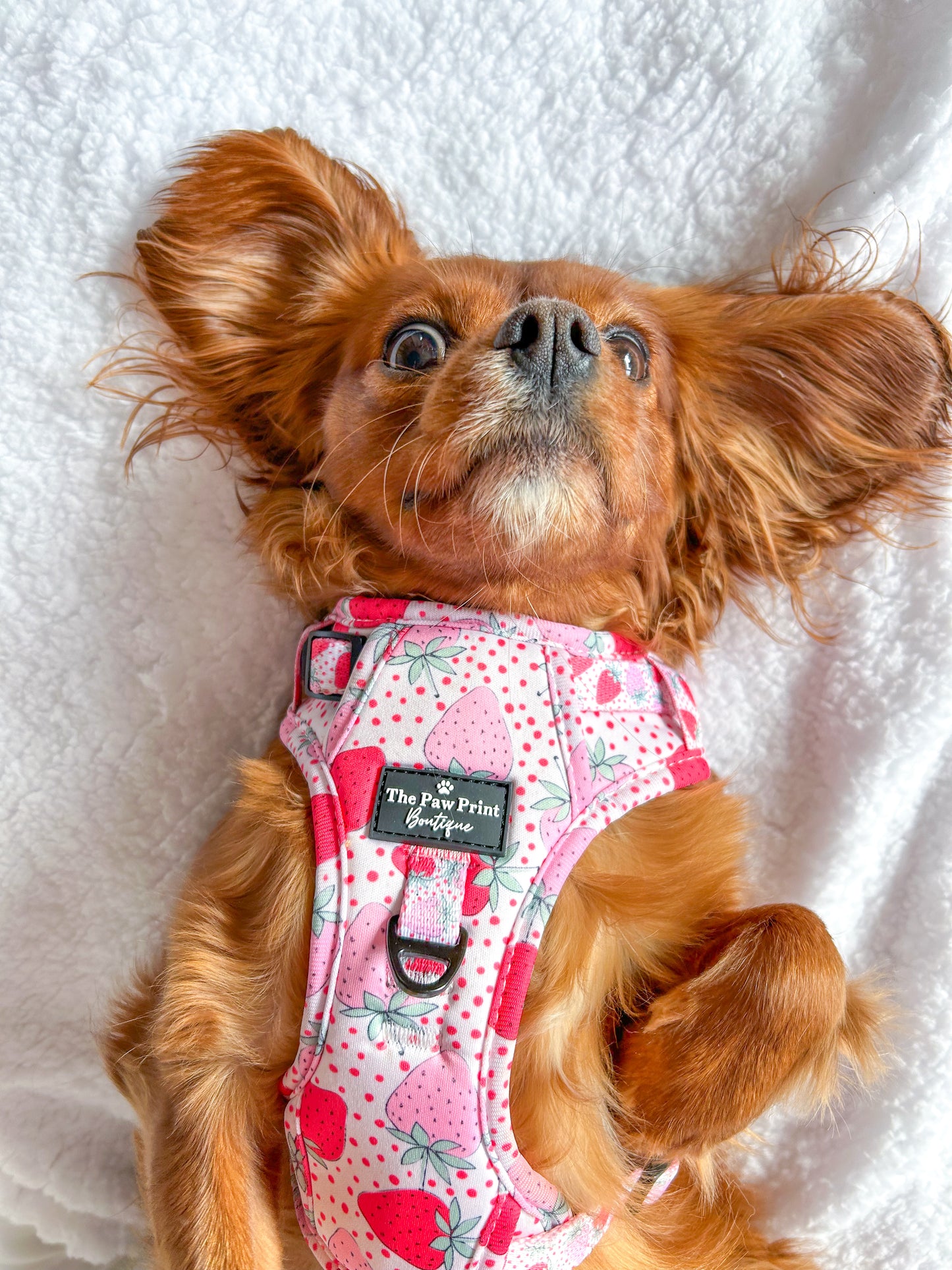 The Sweet Strawberries Adventure Paws Harness
