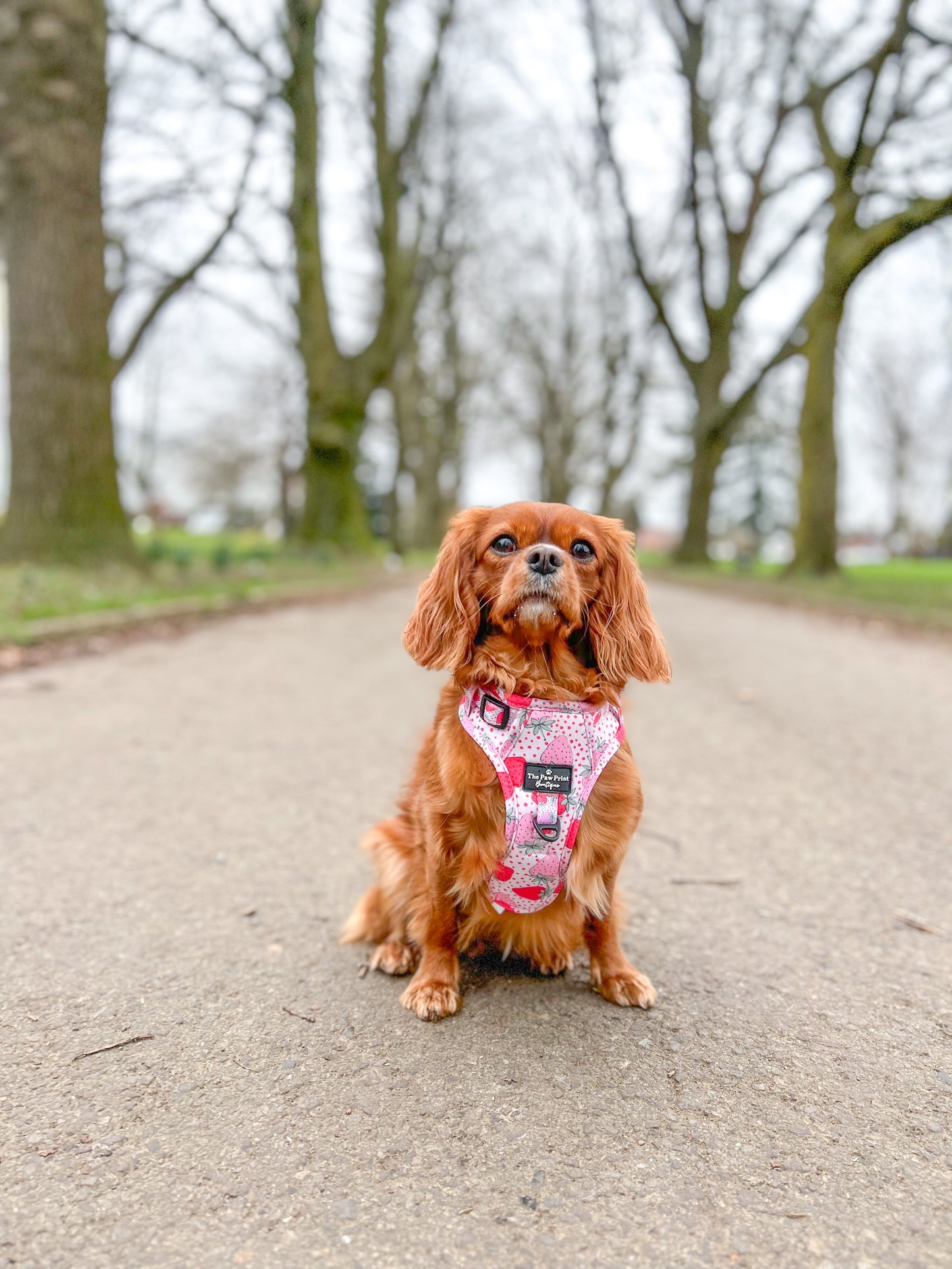 The Sweet Strawberries Harness  (Adventure Paws Style)