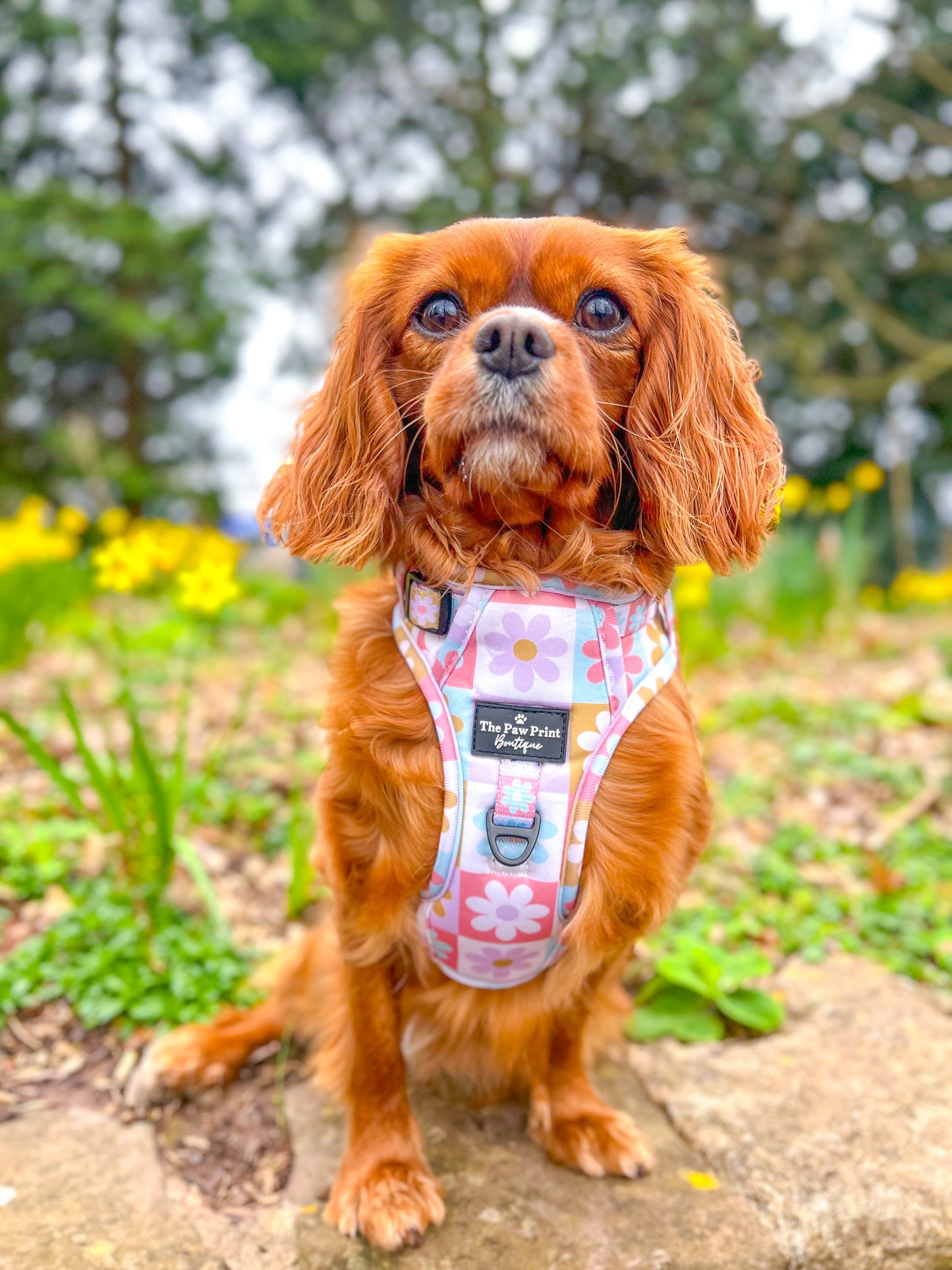 The Funky Flowers Harness (Adventure Paws Style)