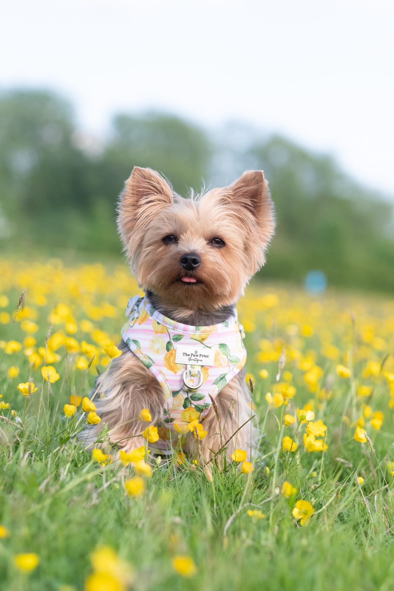 La Dolce Vita Adjustable Harness