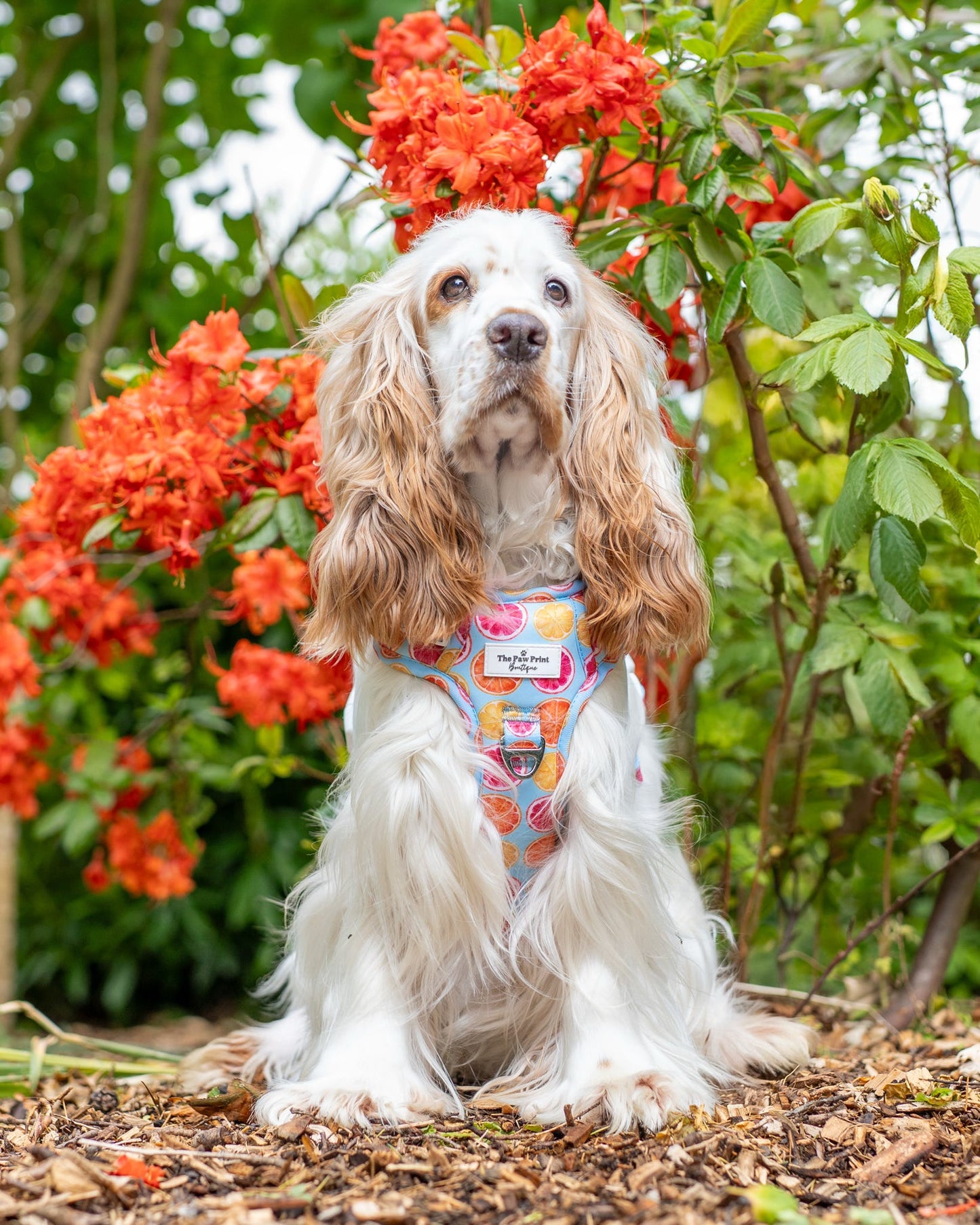 Squeeze the Day Adventure Paws Harness