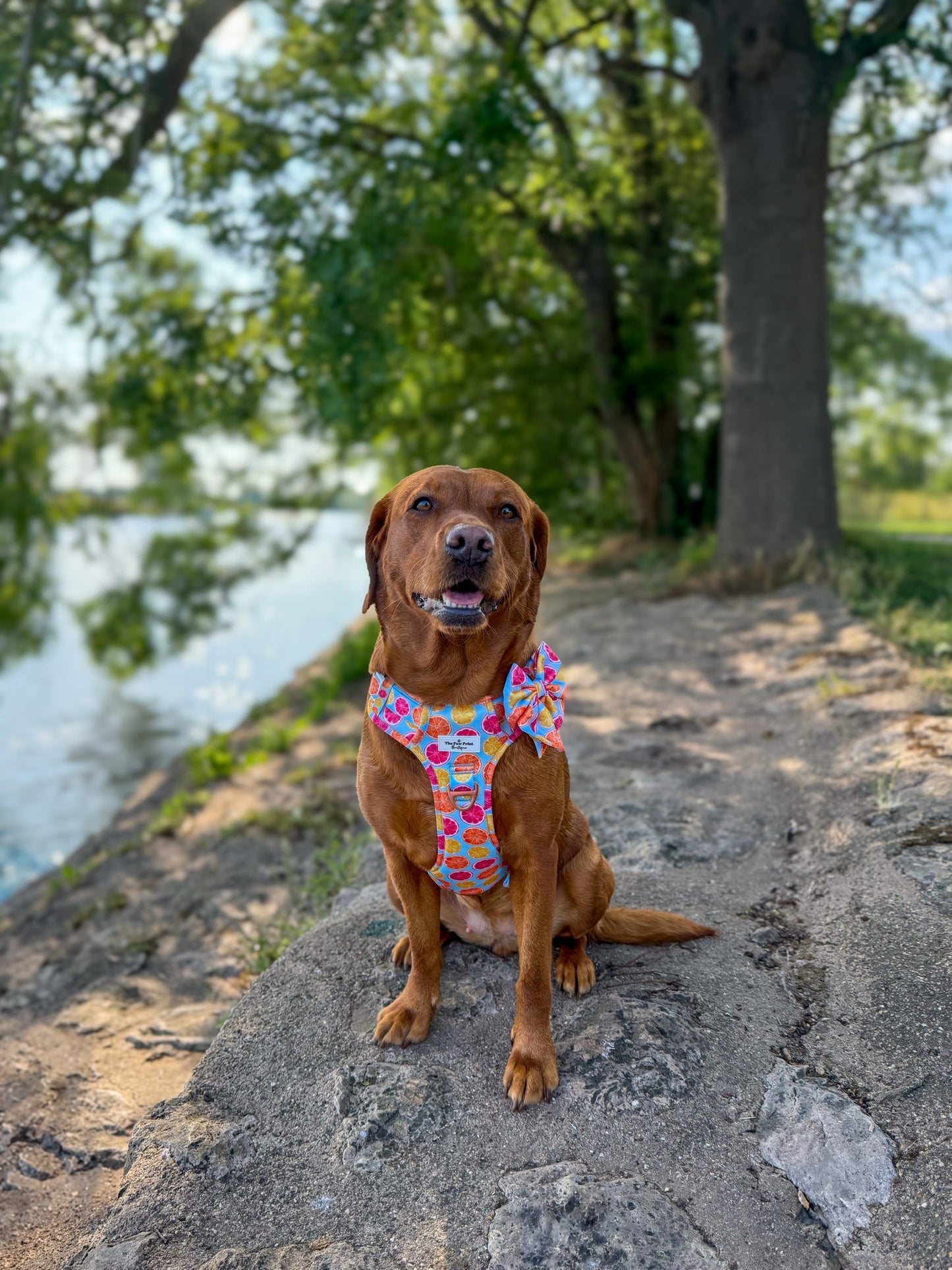 Squeeze the Day Adventure Paws Harness