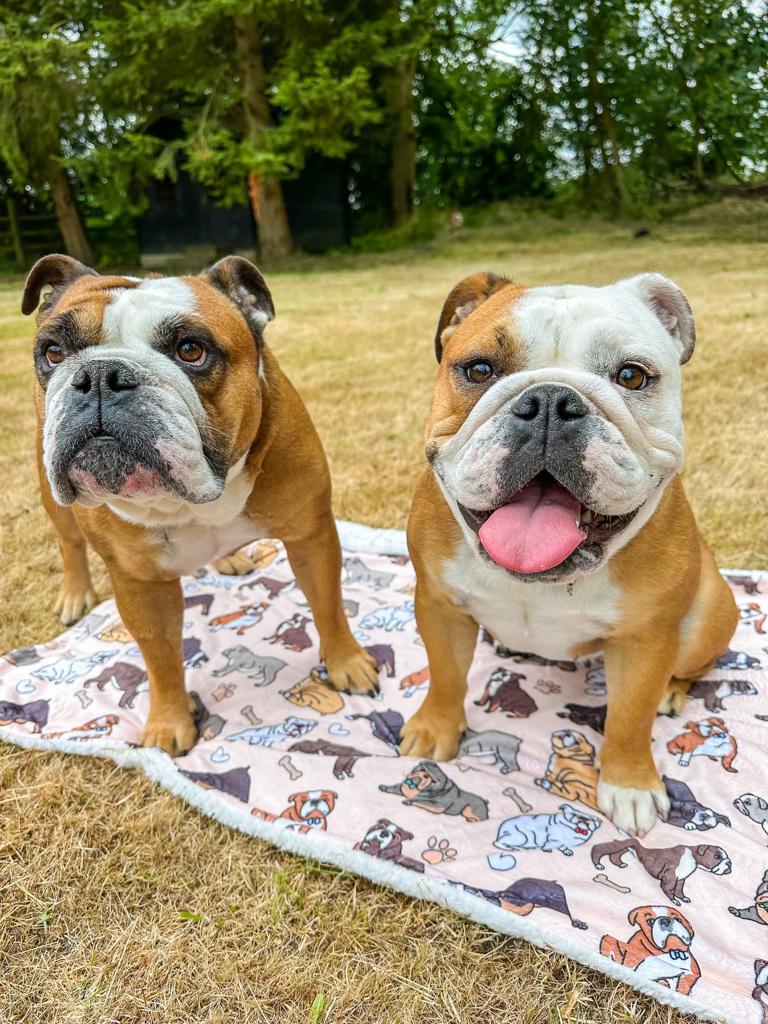 The Bulldog Dog Blanket - Beige