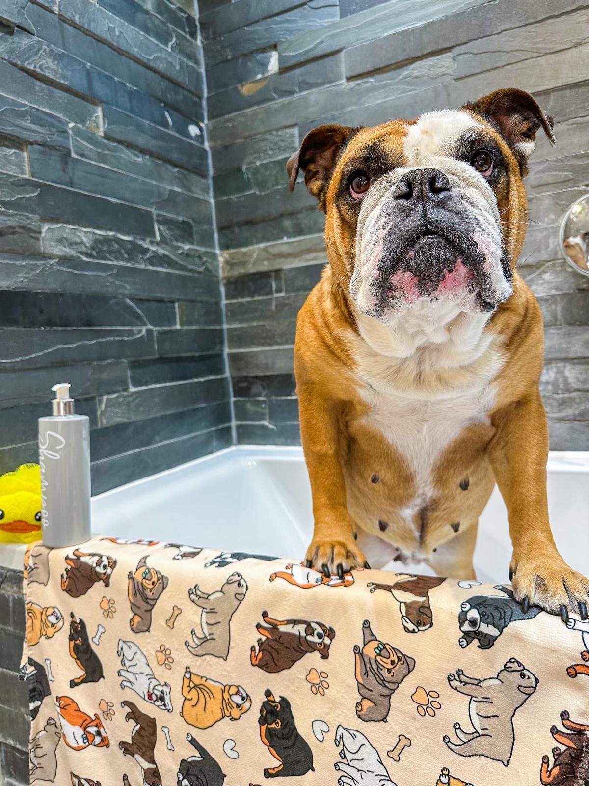 The Bulldog Dog Towel - Beige