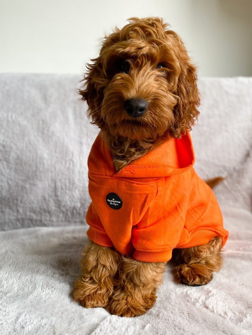 Dog Hoodie - Orange