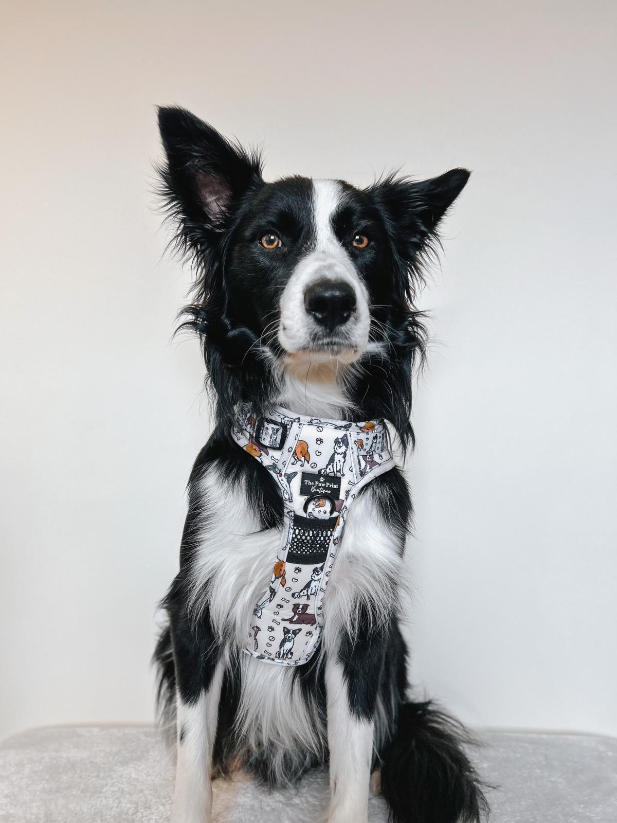 Best dog harness for border collie deals