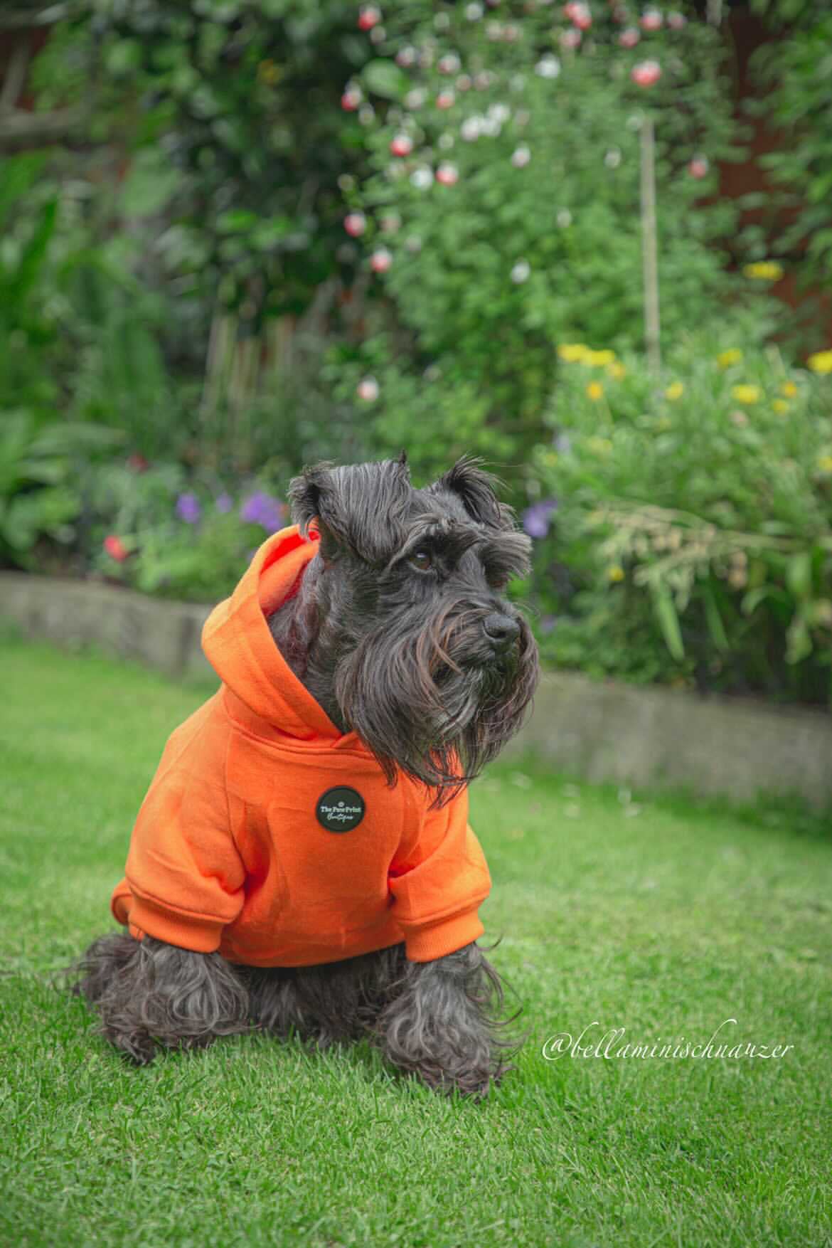 Dog Hoodie - Orange