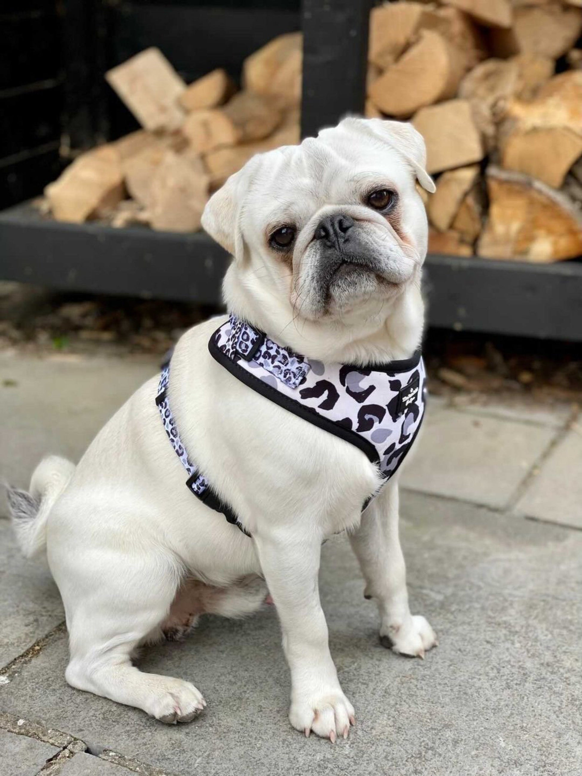 Snow Leopard Harness